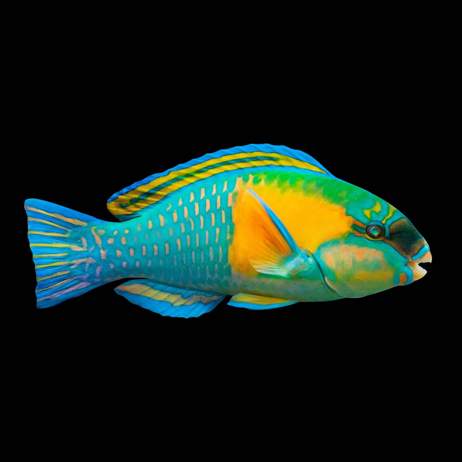 Princess Parrotfish (Paracheilinus Filamentos) saltwater aquarium fish