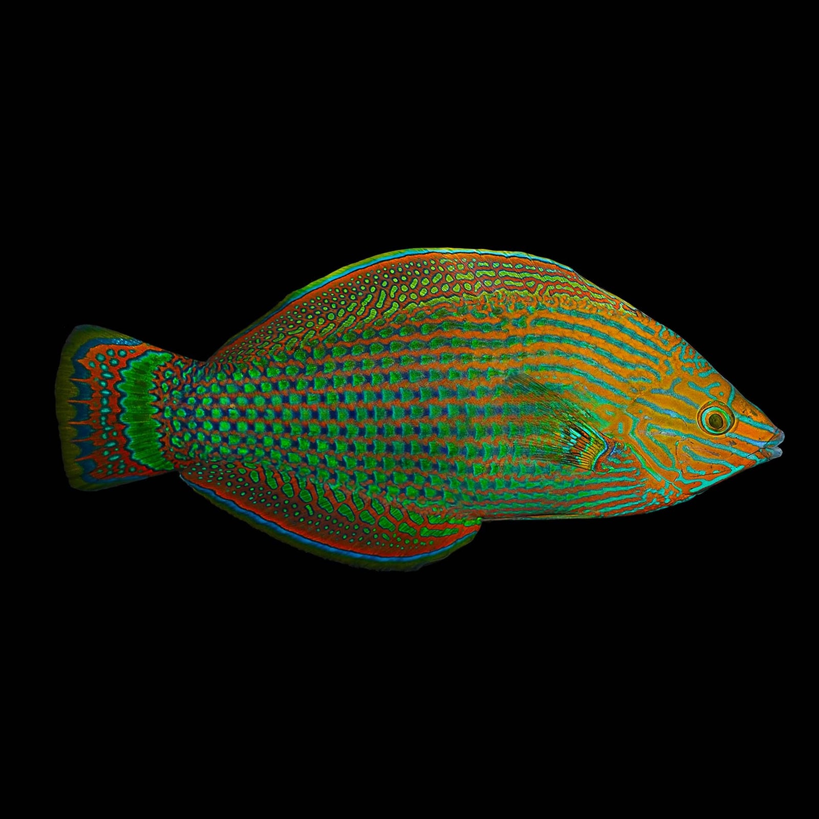 Puddingwife Wrasse (Halichoeres Radiatus) saltwater aquarium fish