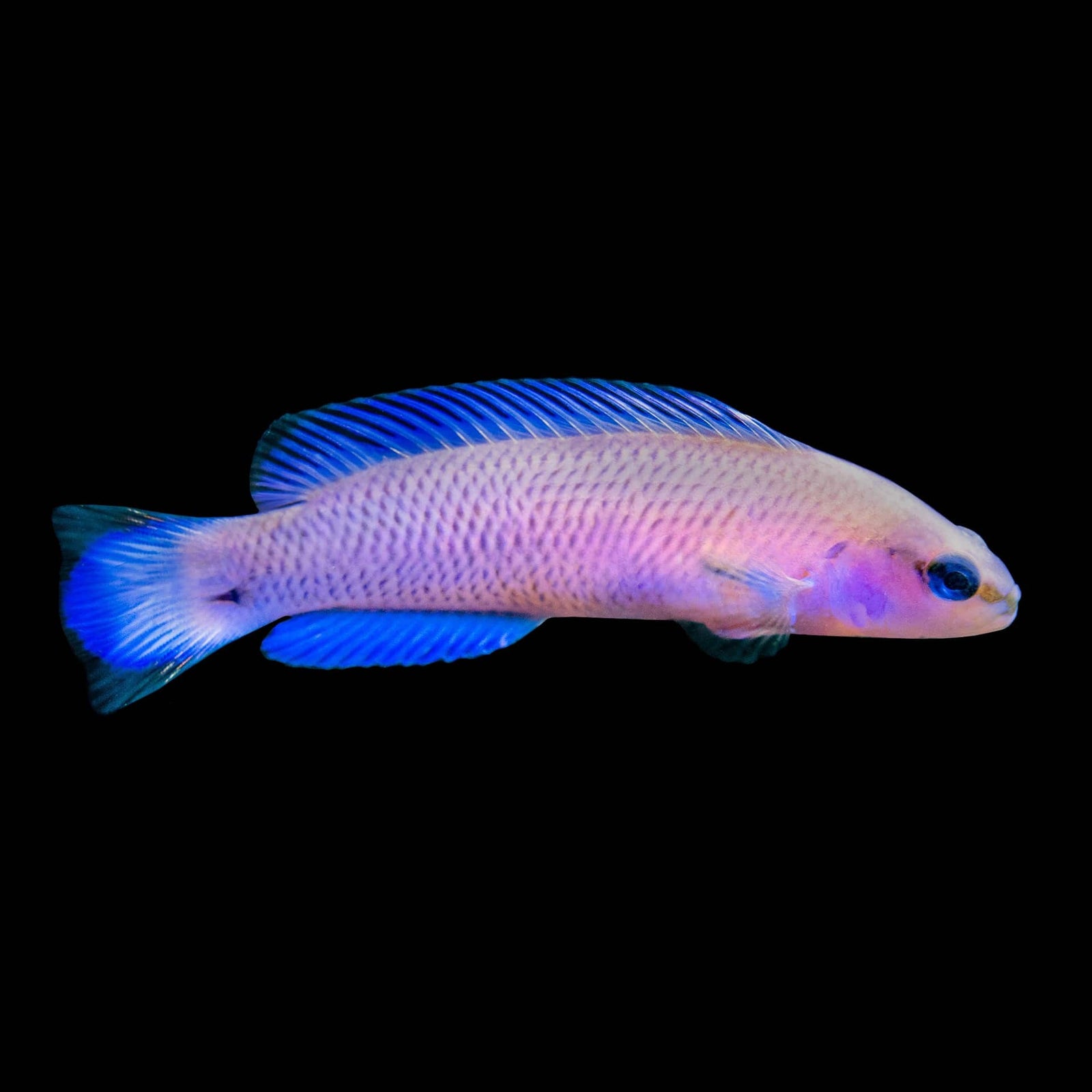 Purple Dottyback (Pseudochromis Porphyreus) saltwater aquarium fish