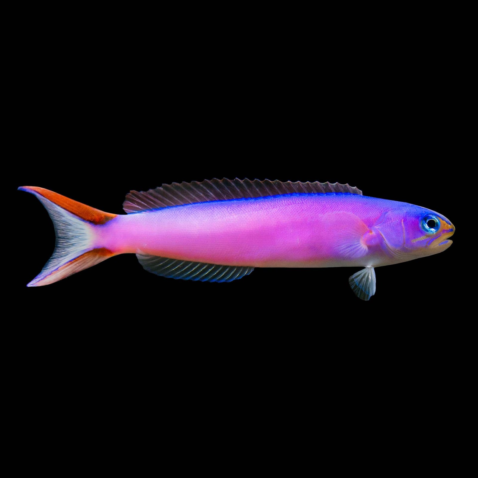 Purple Tilefish (Hoplolatilus Purpureus) saltwater aquarium fish