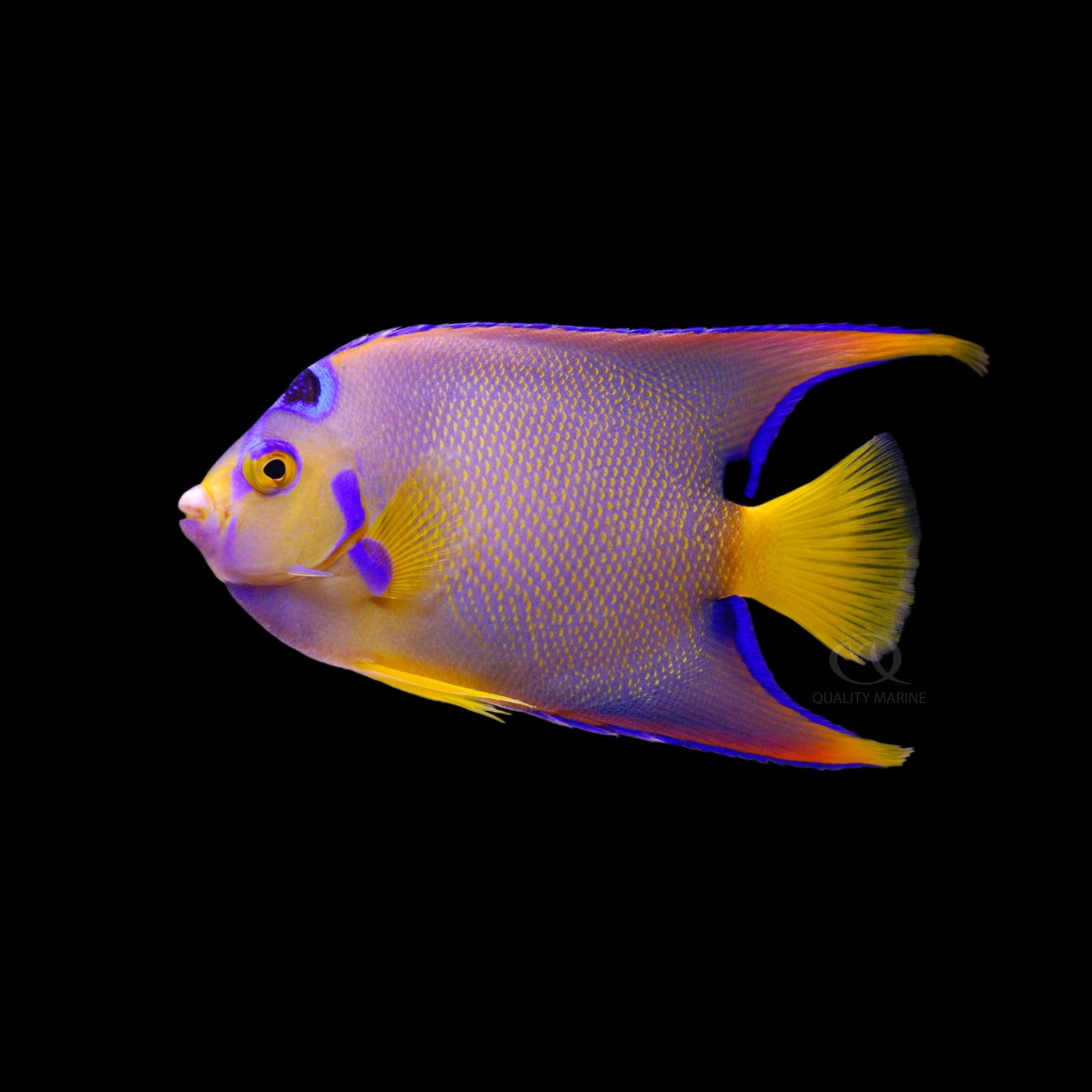 Queen Angelfish (Holacanthus Ciliaris) saltwater aquarium fish