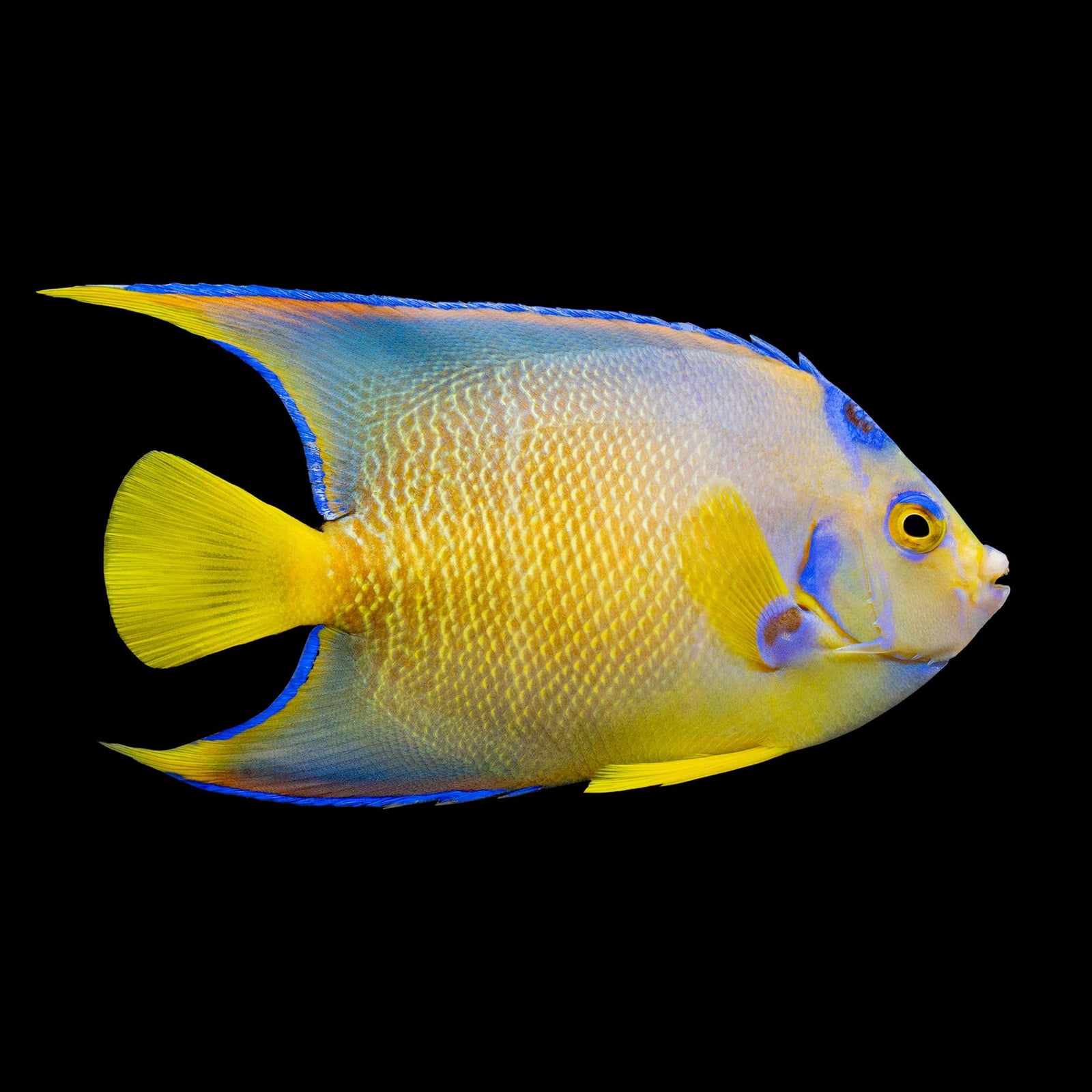 Queen Hybrid "Townsend" Angelfish (Holacanthus Ciliaris X Isabelita) saltwater aquarium fish