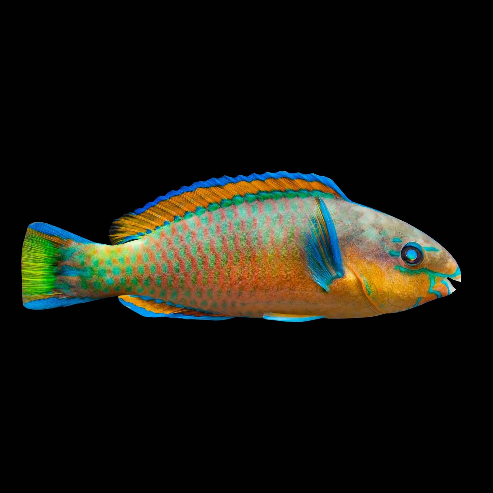 Quoy's Parrotfish (Scarus Quoyi) saltwater aquarium fish