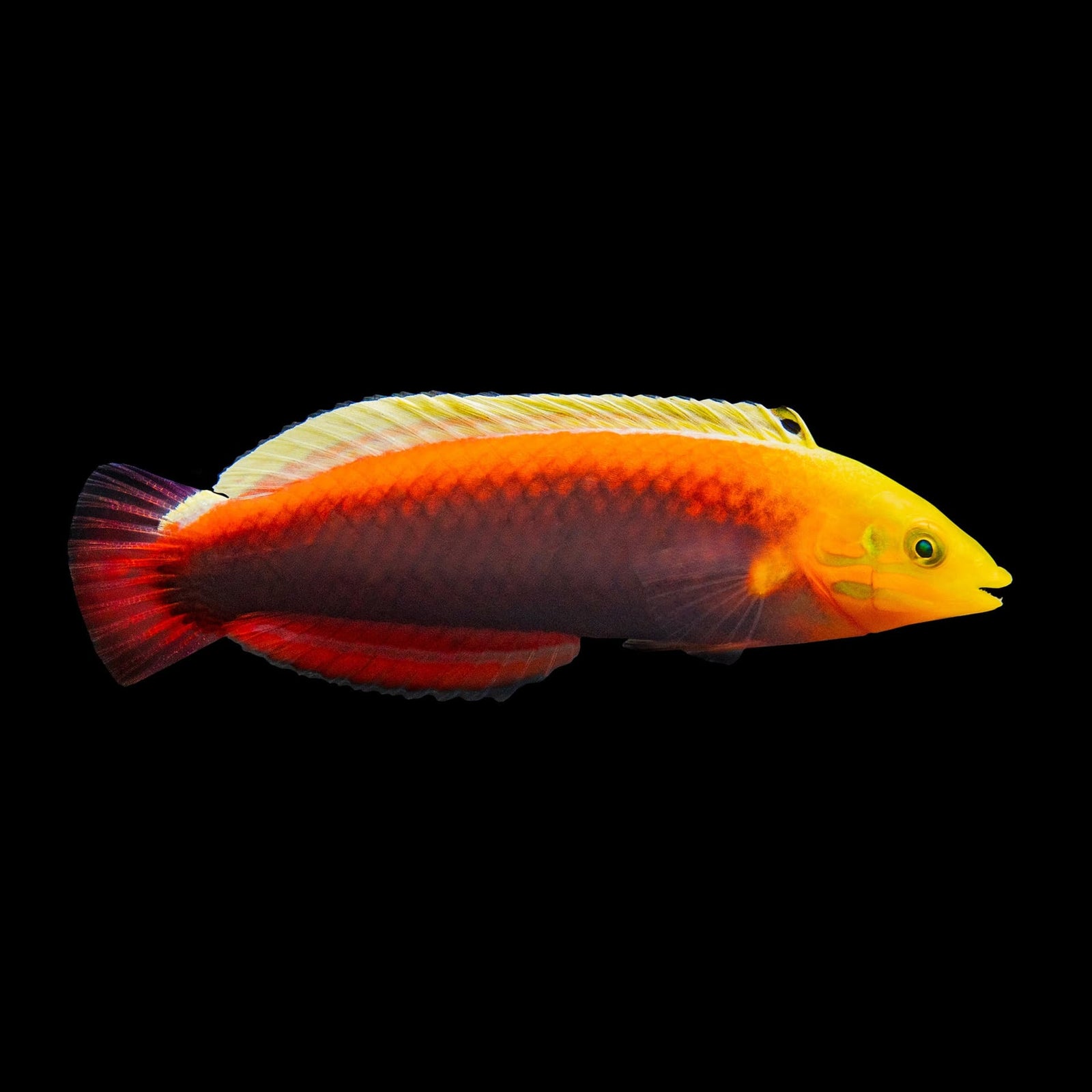 Radiant Wrasse (Halichoeres Iridis) saltwater aquarium fish