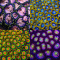 Rainbow Nirvana Zoanthid 4-Pack mother colony photo grid