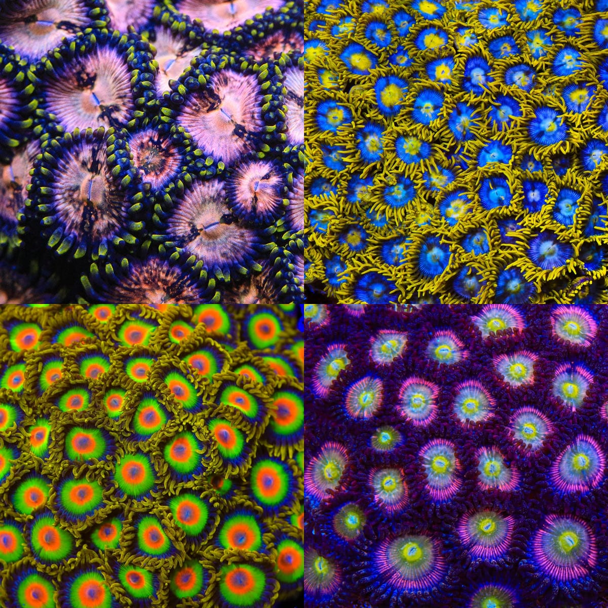 Rainbow Nirvana Zoanthid 4-Pack mother colony photo grid