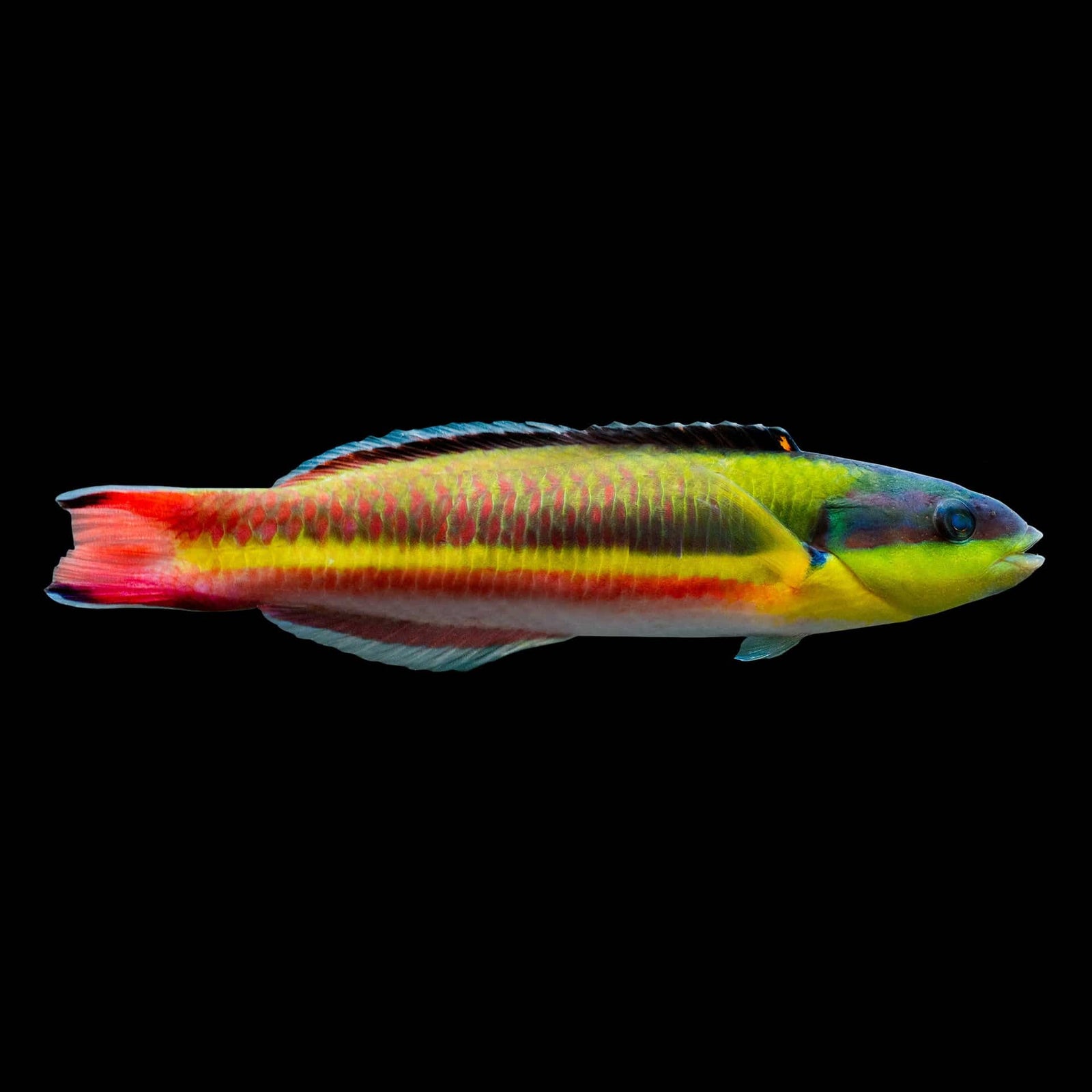 Red Cheek Wrasse (Thalassoma Genivittatum) saltwater aquarium fish