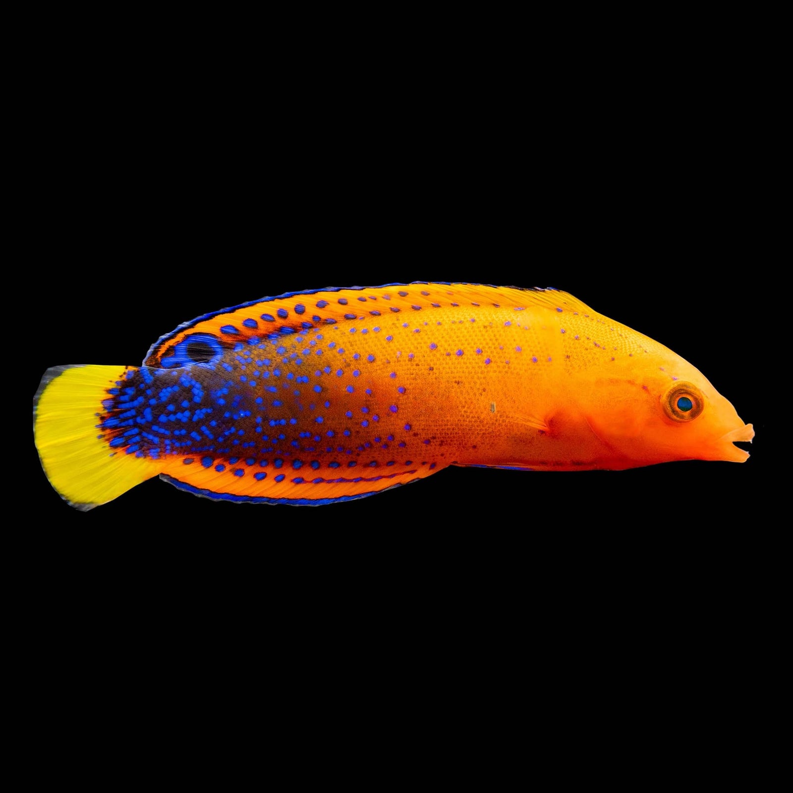 Red Coris Wrasse (Coris Gaimard) saltwater aquarium fish
