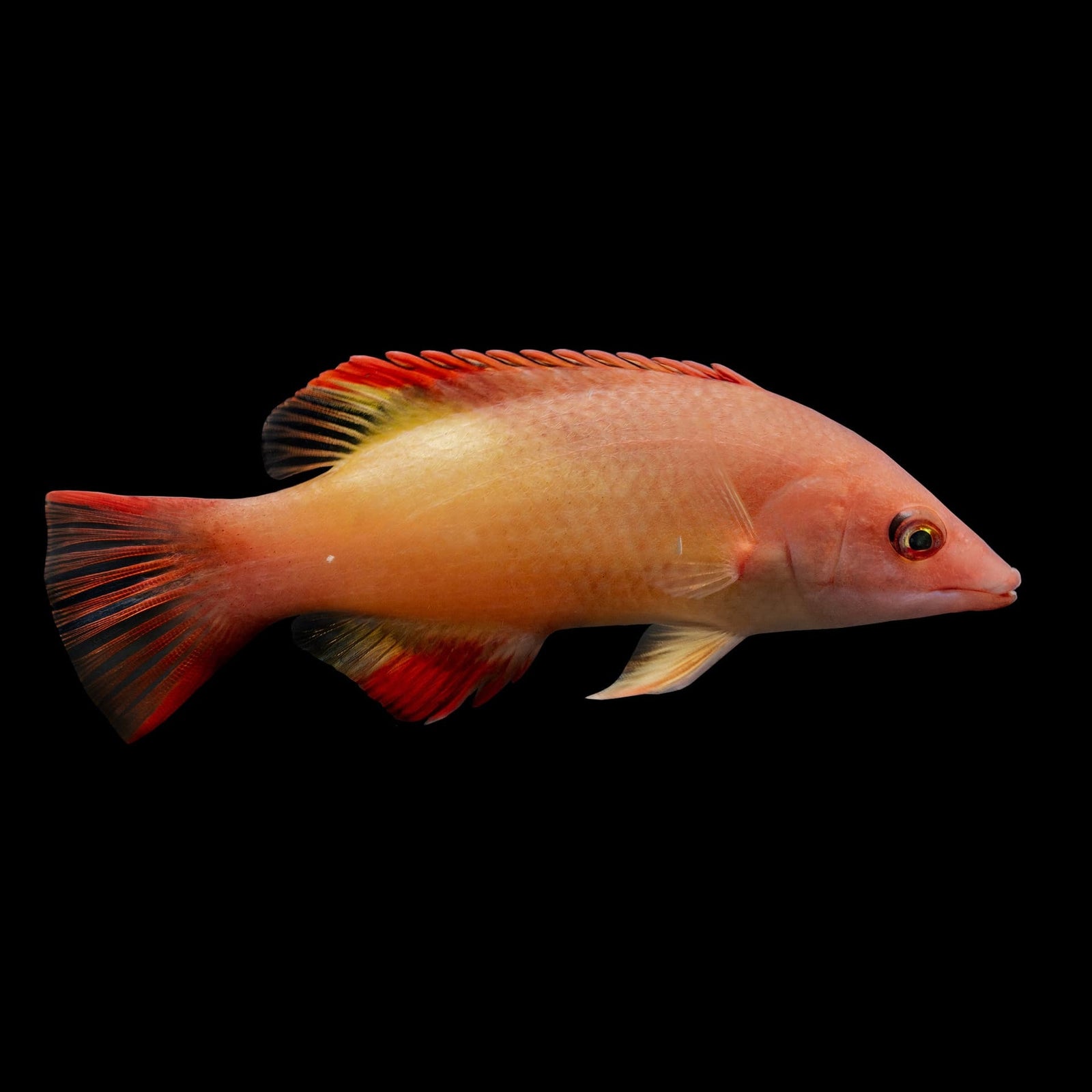 Red Diana Hogfish (Bodianus Diana) saltwater aquarium fish