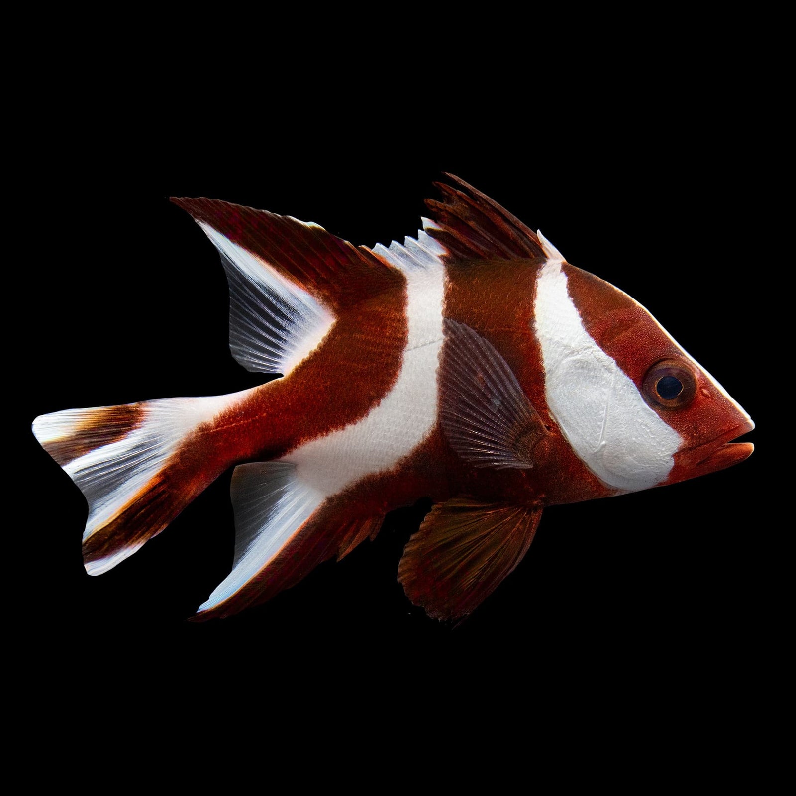 Red Emperor Snapper (Lutjanus Sebae) saltwater aquarium fish