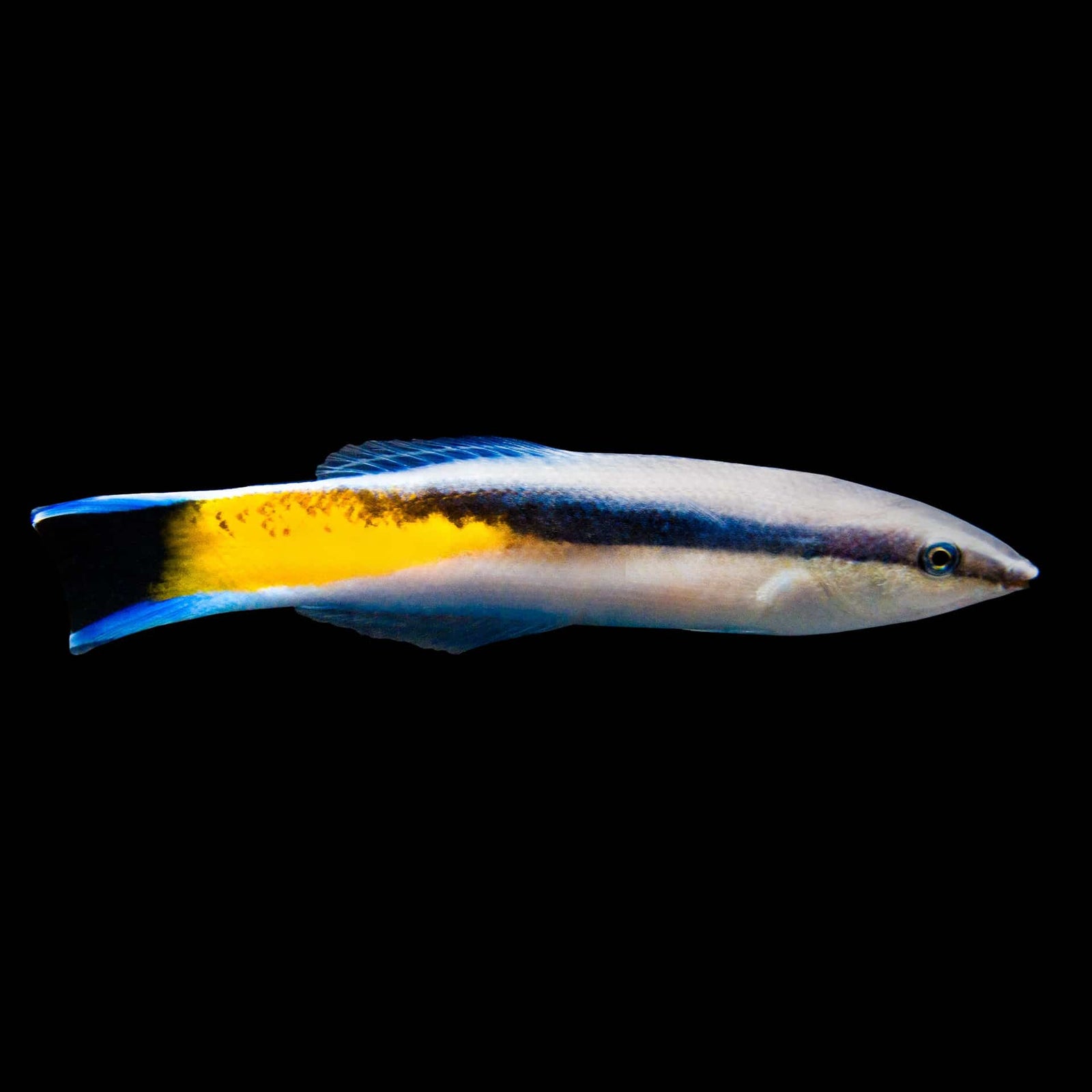 Red Lip Cleaner Wrasse (Labroides Rubrolabiatus) saltwater aquarium fish