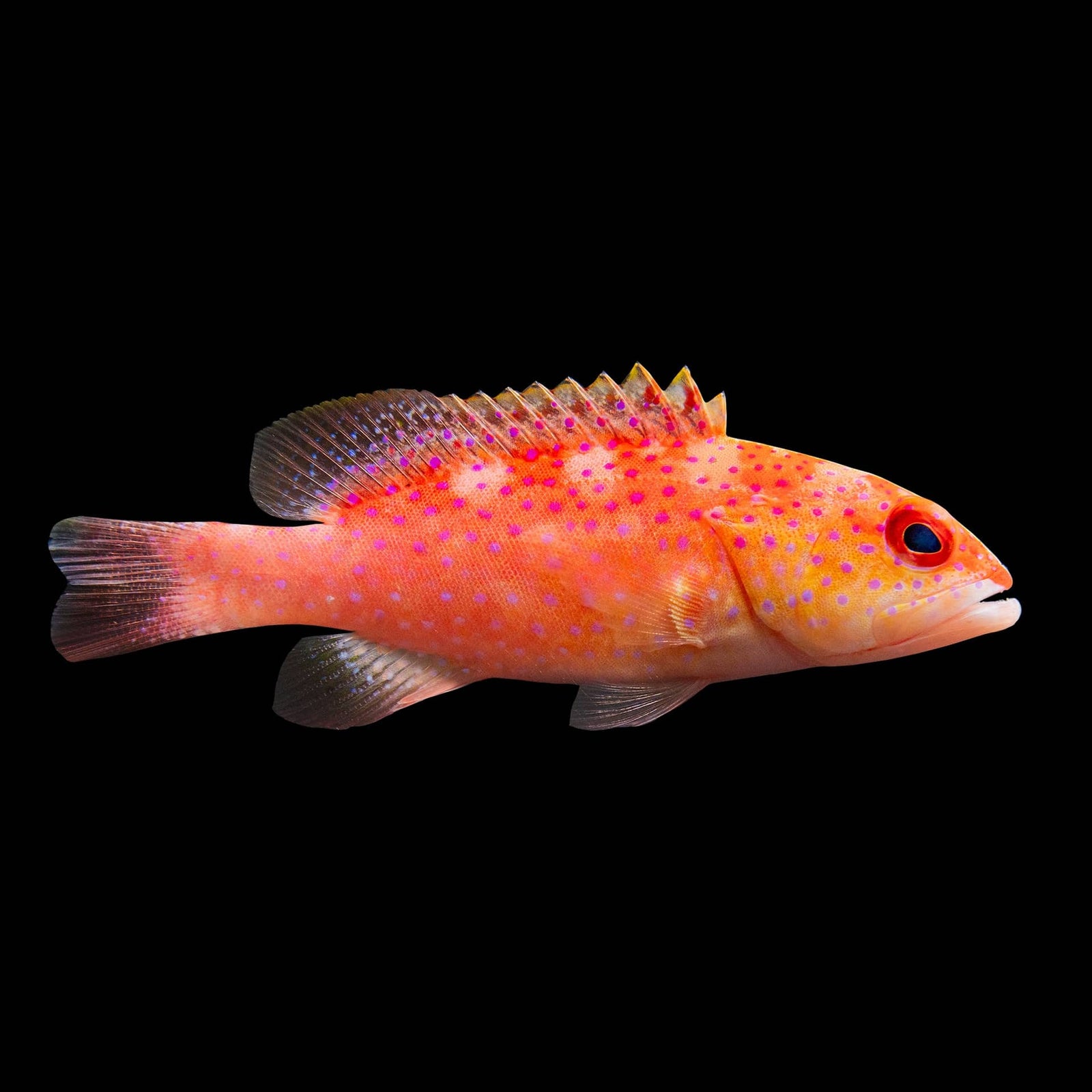 Red Louti Grouper (Variola Louti) saltwater aquarium fish