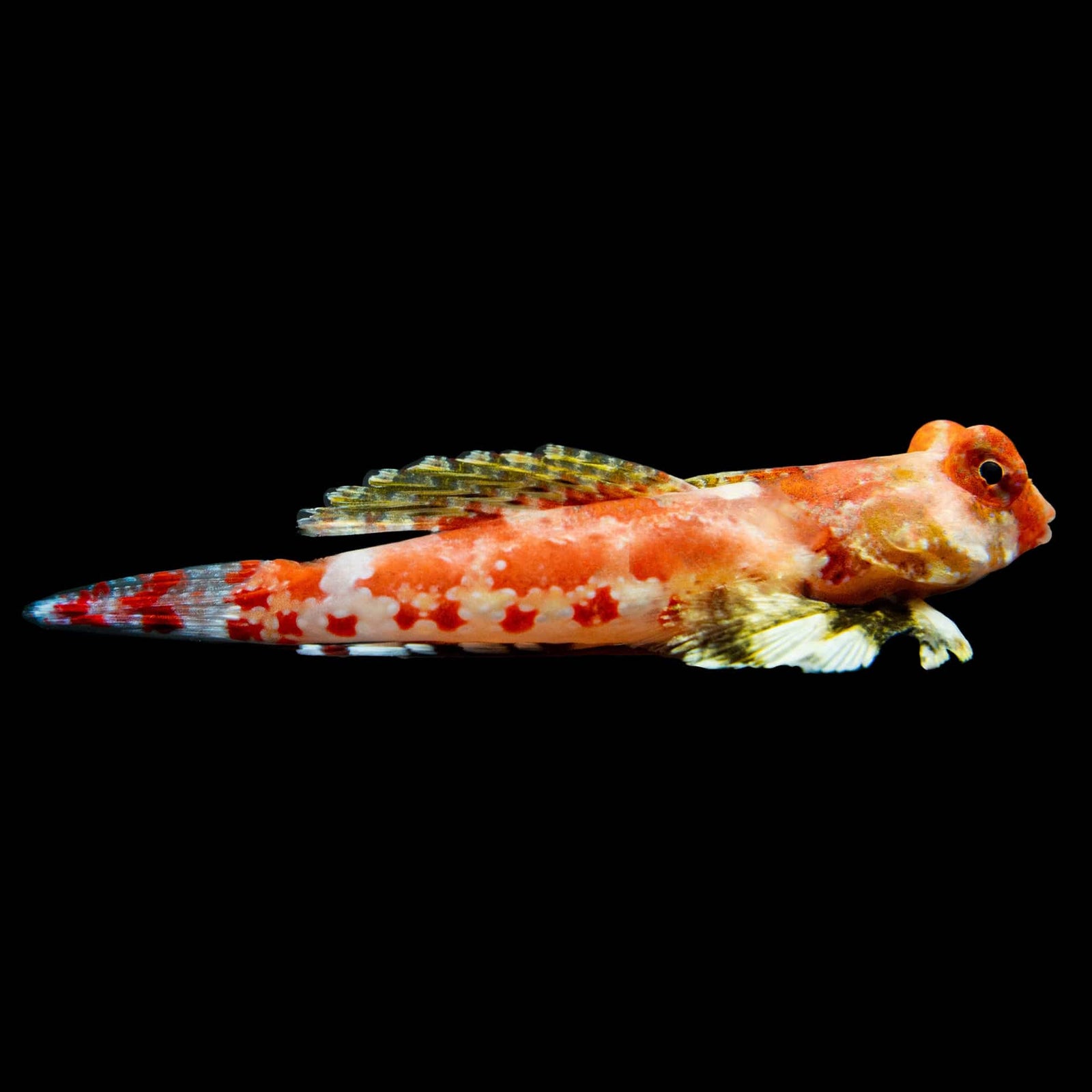 Red Scooter Dragonet (Synchiropus Stellatus) saltwater aquarium fish