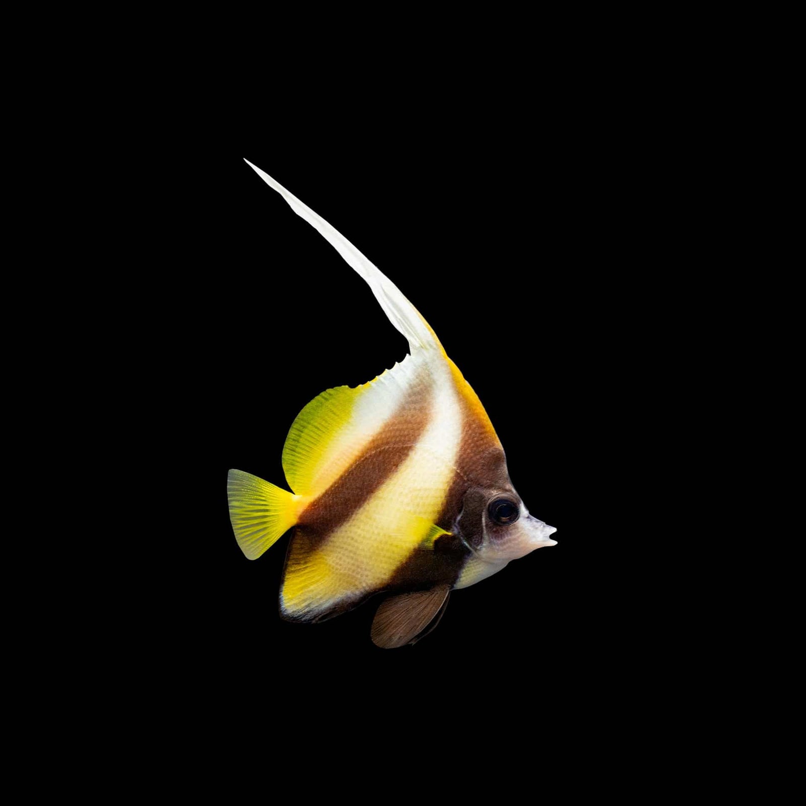 Red Sea Bannerfish (Heniochus Intermedius) saltwater aquarium fish