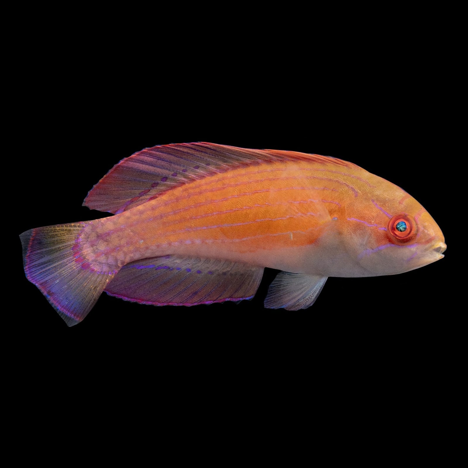 Red Sea Eightline Flasher Wrasse (Paracheilinus Octotaenia) saltwater aquarium fish