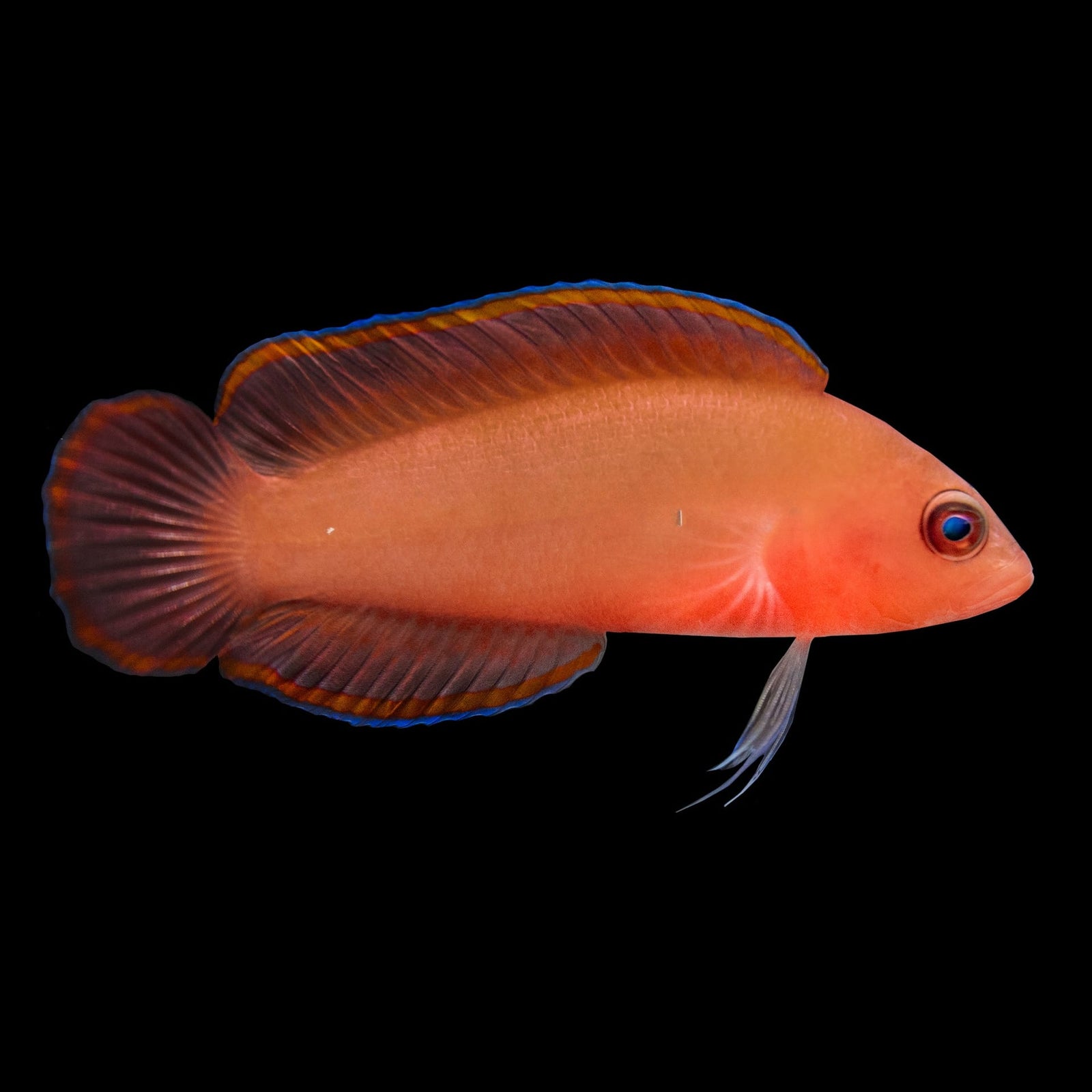 Red Serosa Dottyback (Pseudoplesiops Typus) saltwater aquarium fish