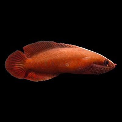 Red Soapfish (Suttonia Lineata) saltwater aquarium fish