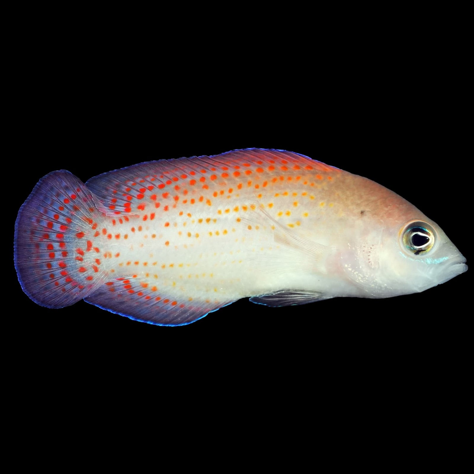 Red Spotted Dottyback (Pholidochromis Cerasina) saltwater aquarium fish