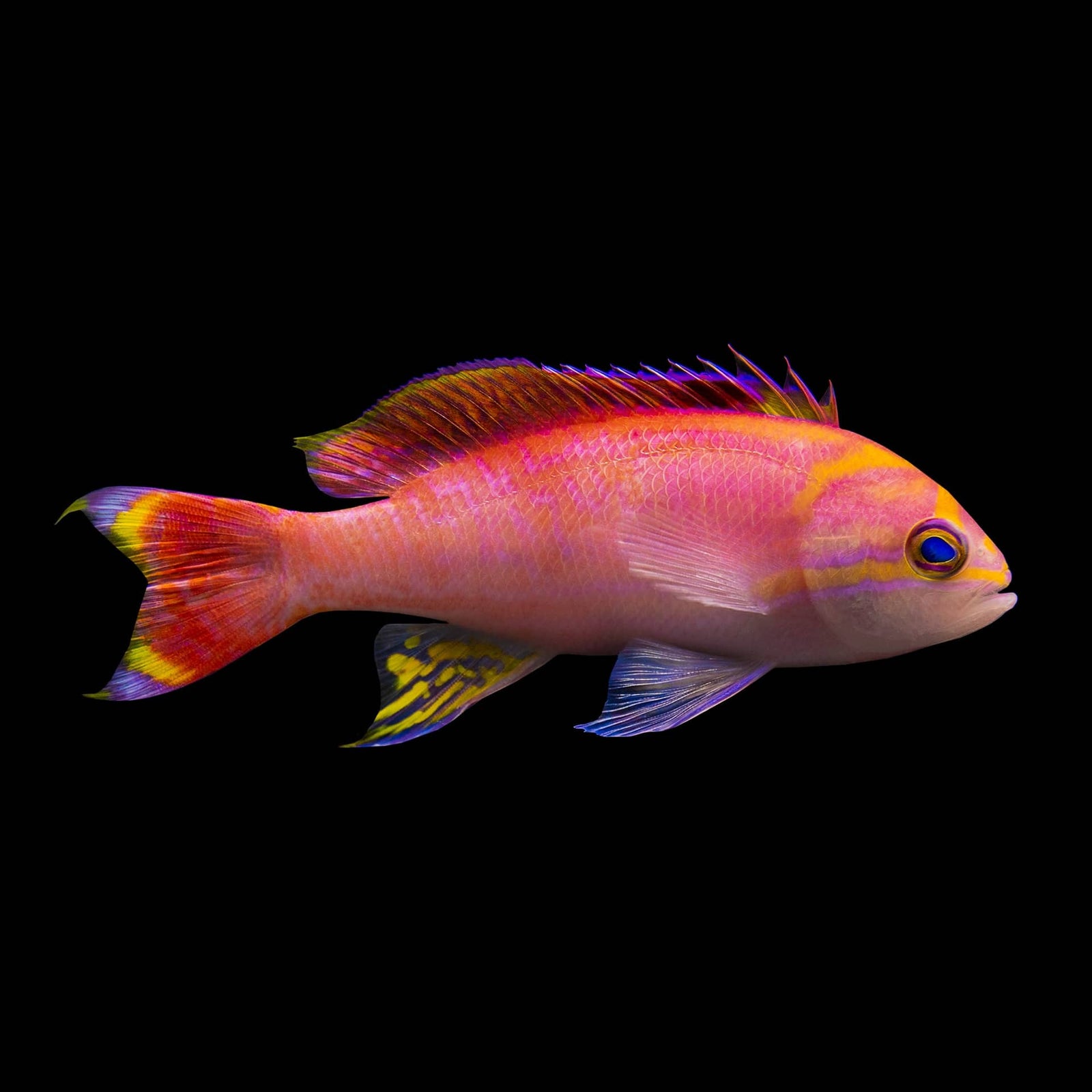 Red Stripe Anthias (Pseudanthias Fasciatus) saltwater aquarium fish