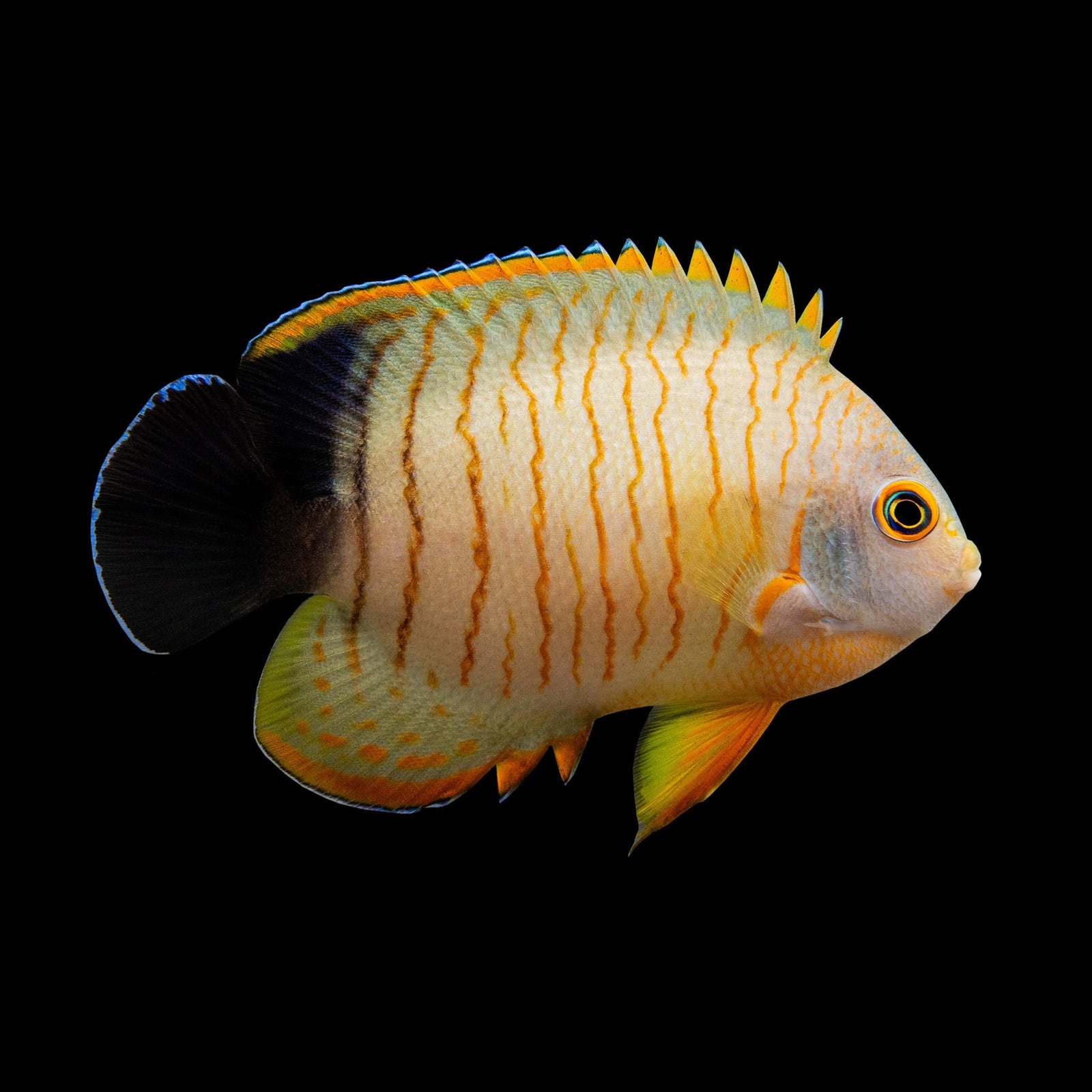 Red Stripe Eibli Angelfish (Centropyge Eibli) saltwater aquarium fish