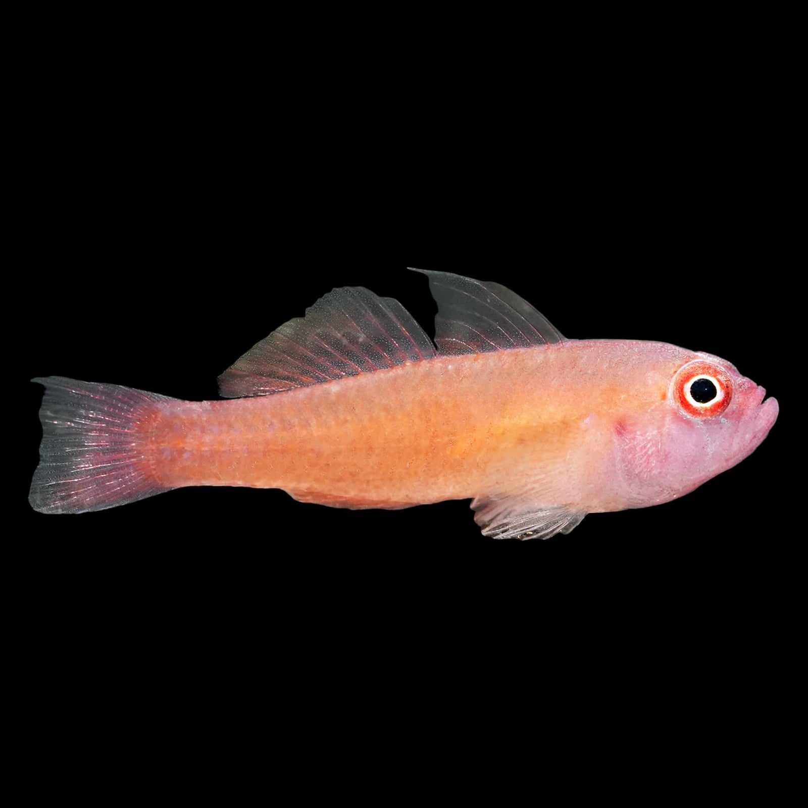 Red Striped Goby (Trimma Cana) saltwater aquarium fish
