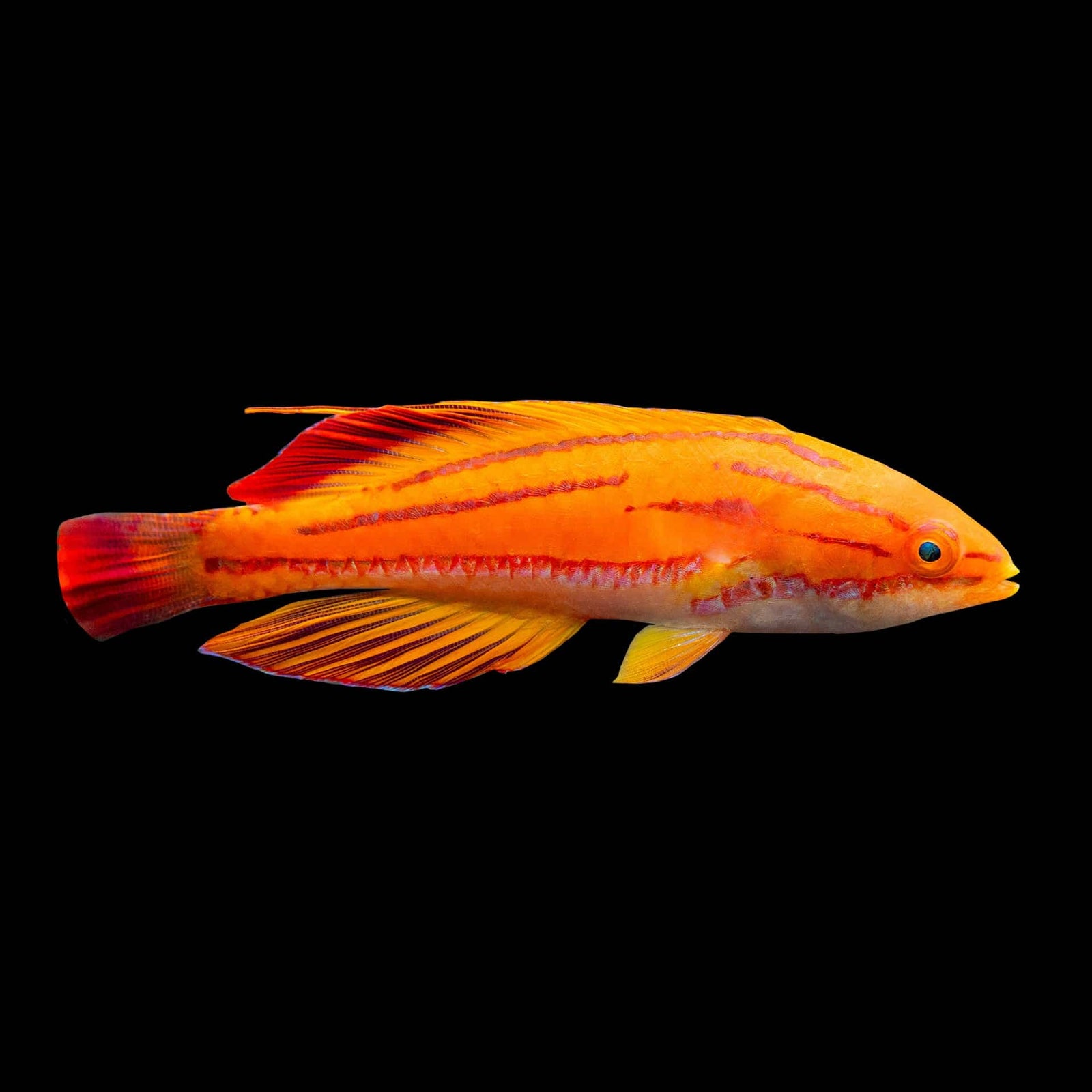 Red Tail Flasher Wrasse (Paracheilinus Rubricaudalis) saltwater aquarium fish