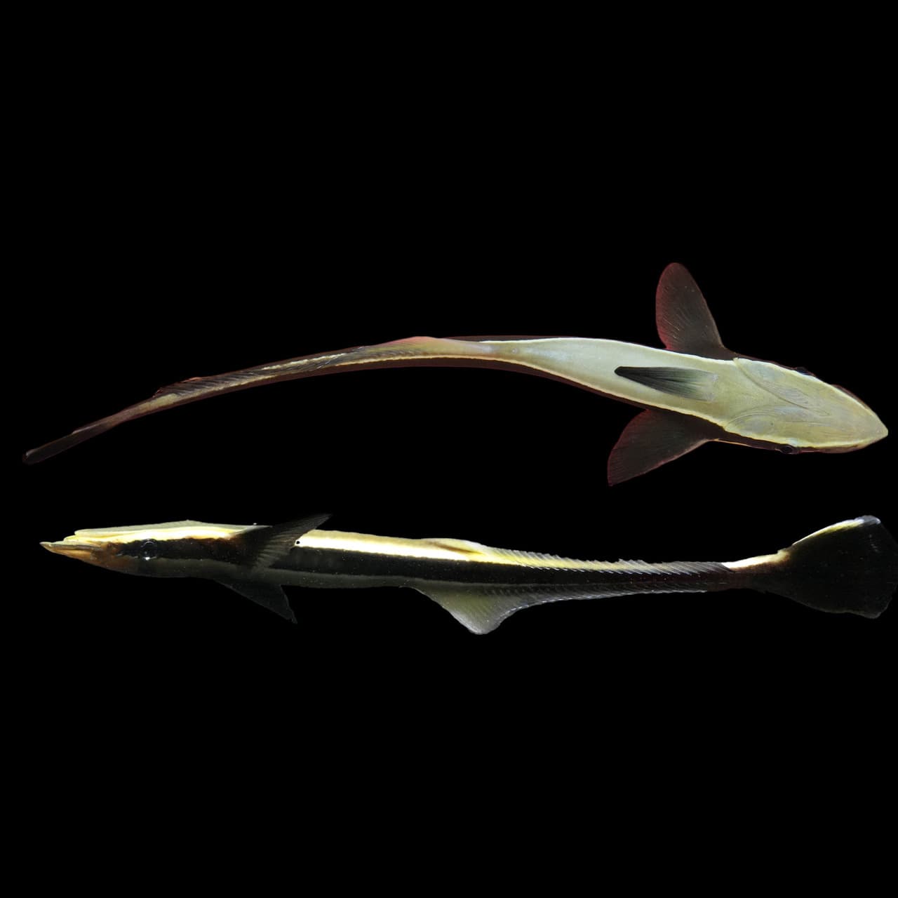 Remora Fish (Echineis Naucrates) saltwater aquarium fish