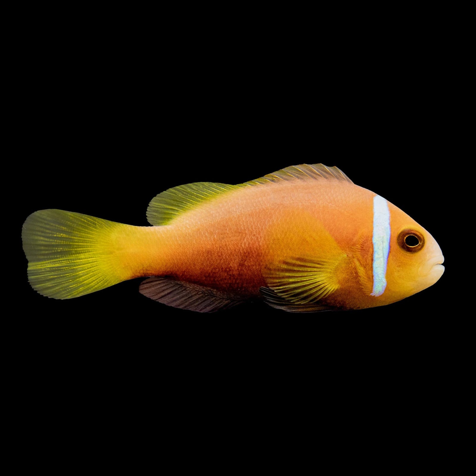 Rose Skunk Clownfish (Amphiprion Nigripes) saltwater aquarium fish