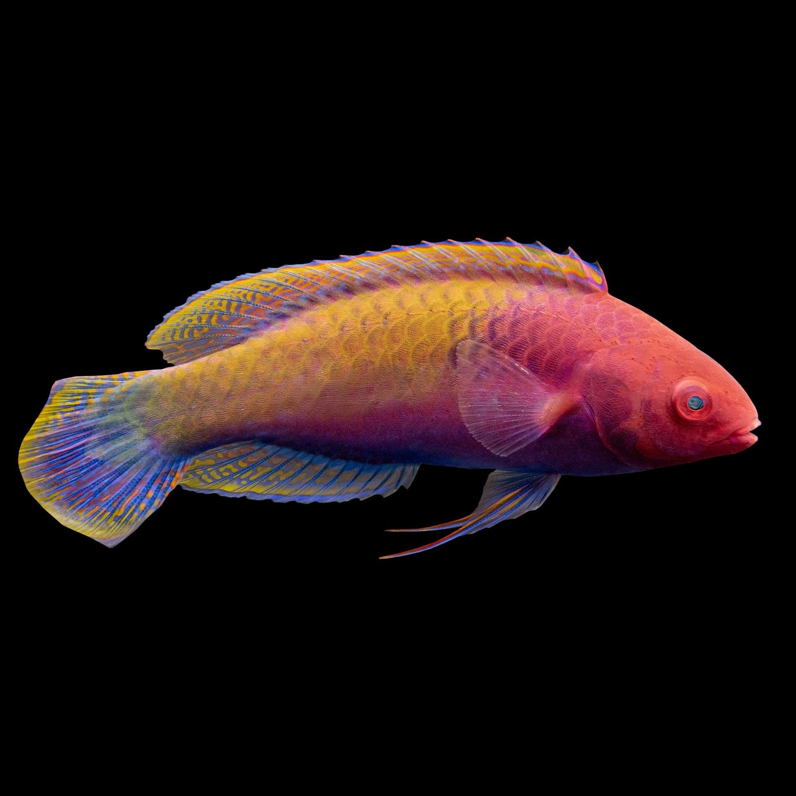 Ruby Head Fairy Wrasse (Cirrhilabrus Chaliasi) saltwater aquarium fish