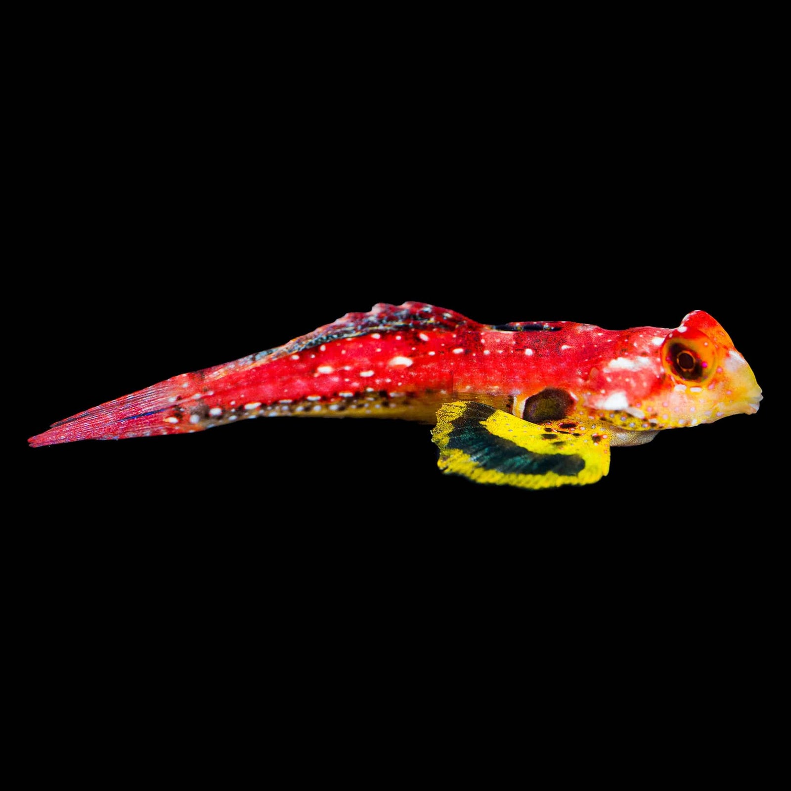 Ruby Red Dragonet (Synchiropus Sycorax) saltwater aquarium fish
