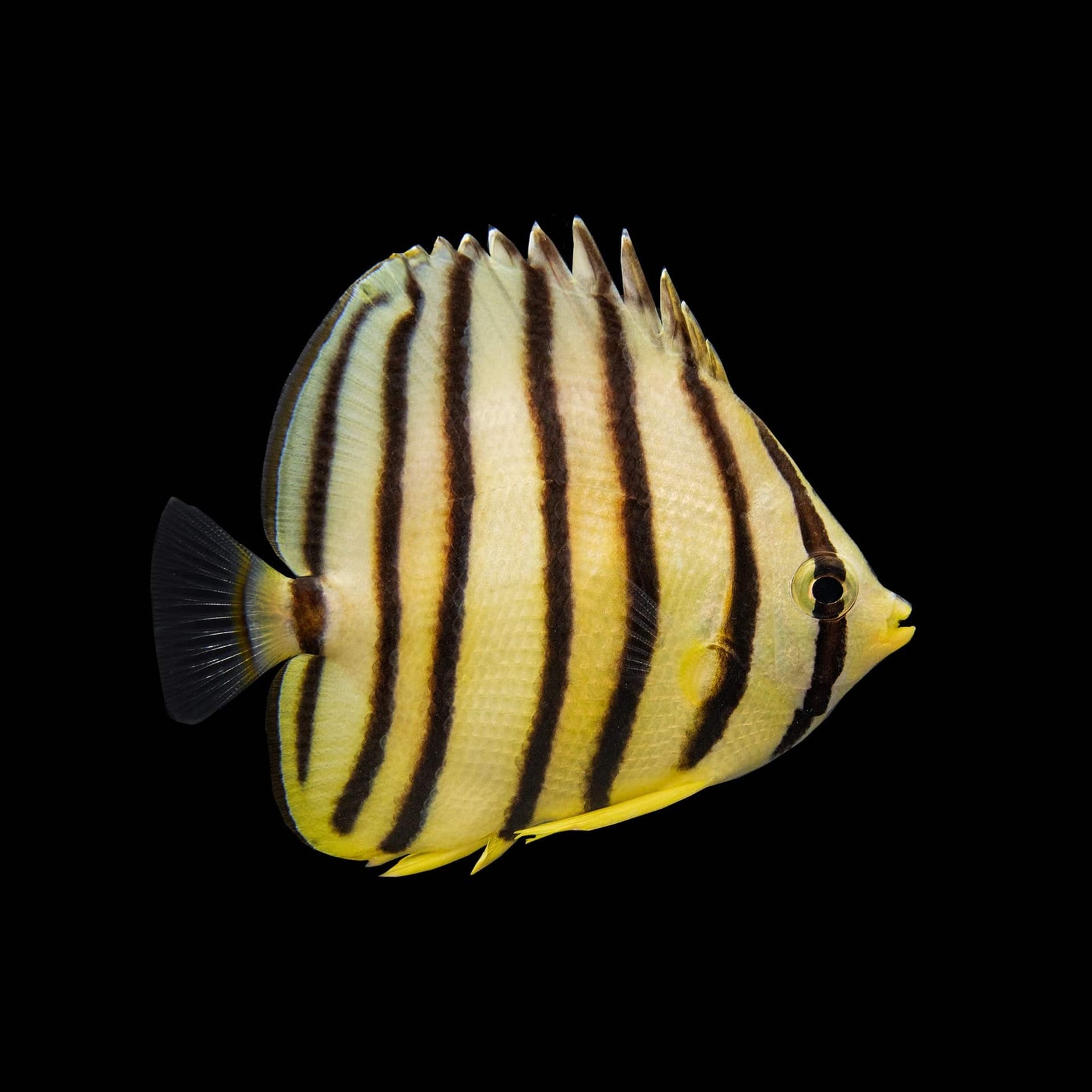 Saddleback Butterflyfish (Chaetodon Ephippium) saltwater aquarium fish