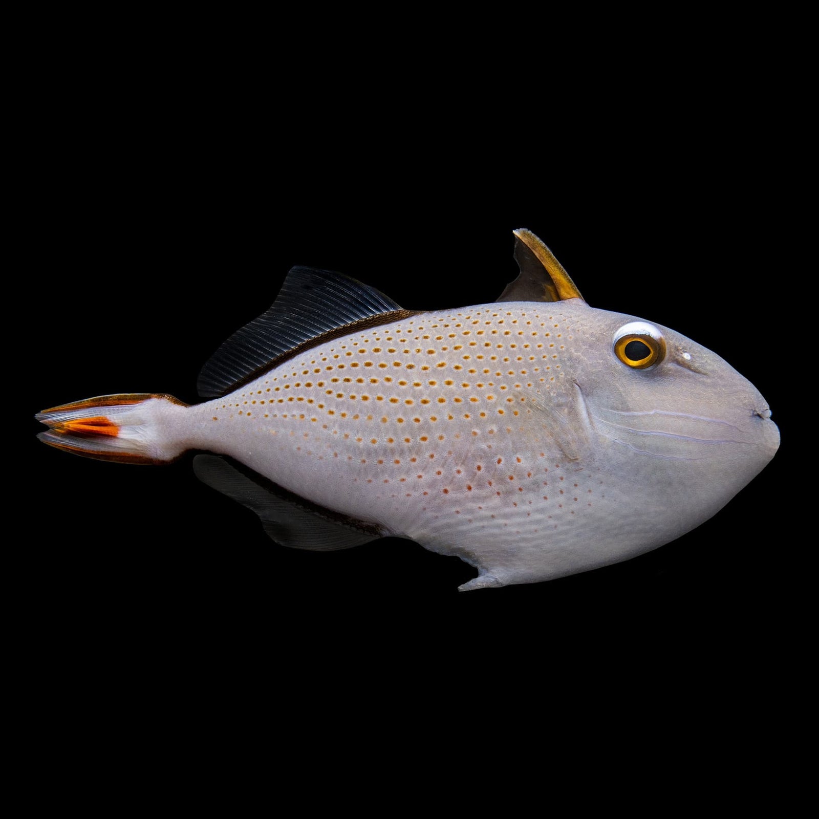 Sargassum Trigger (Xanthichthys Ringens) saltwater aquarium fish