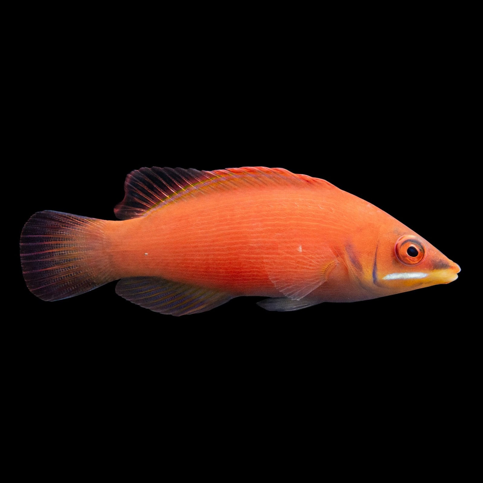 Scarlet Striated Wrasse (Pseudocheilinus Evanidus) saltwater aquarium fish