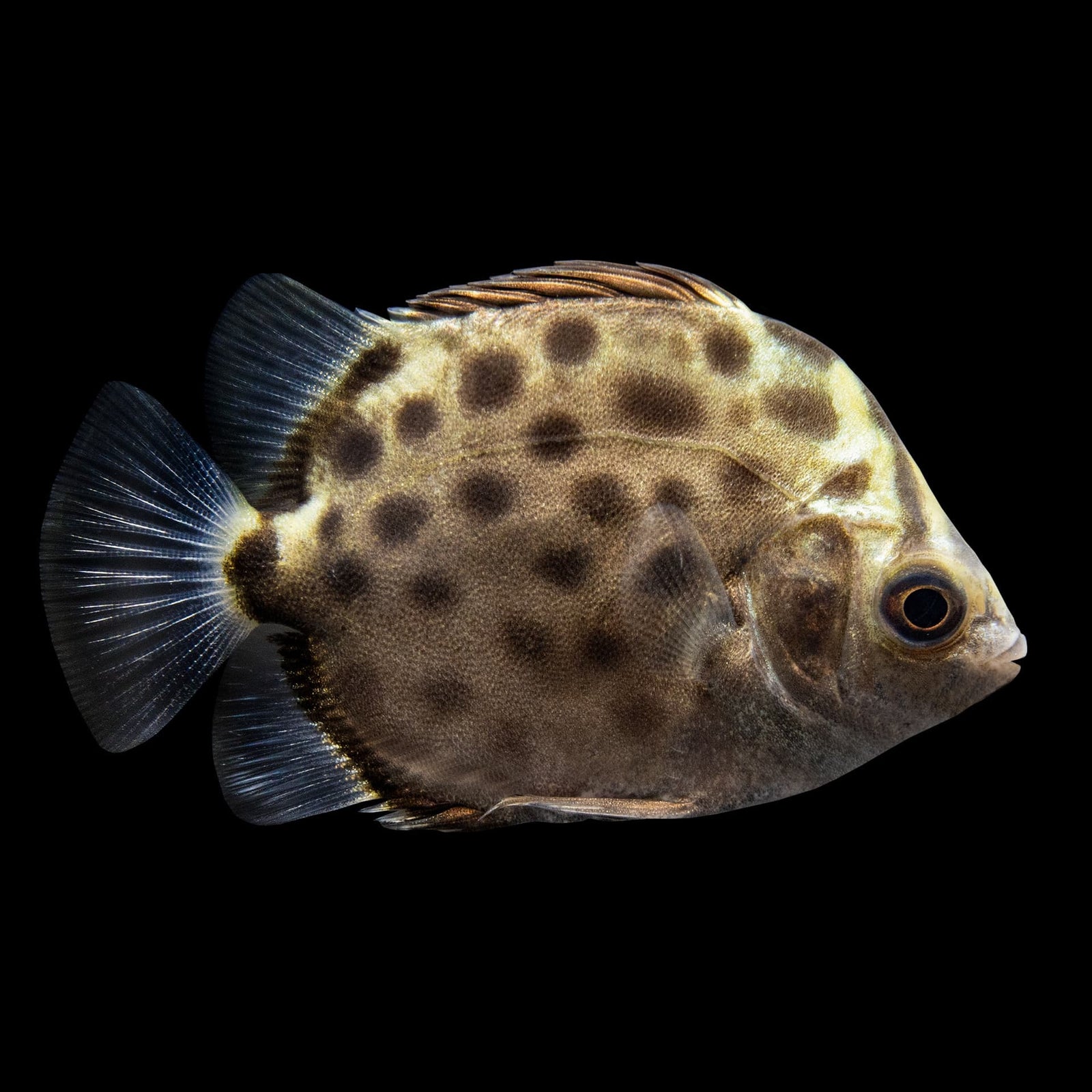 Scat (Scatophagus Argus) saltwater aquarium fish