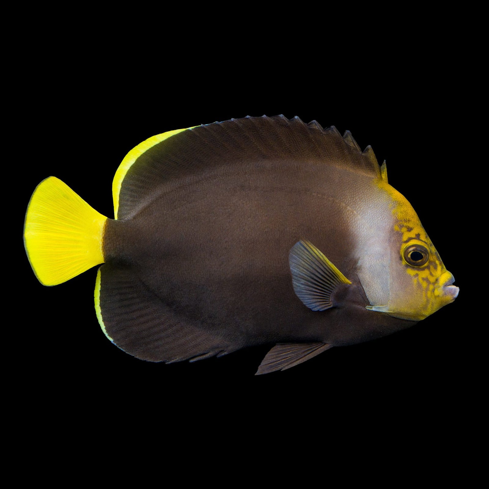 Scribbled Angelfish (Chaetodontoplus Duboulayi) saltwater aquarium fish