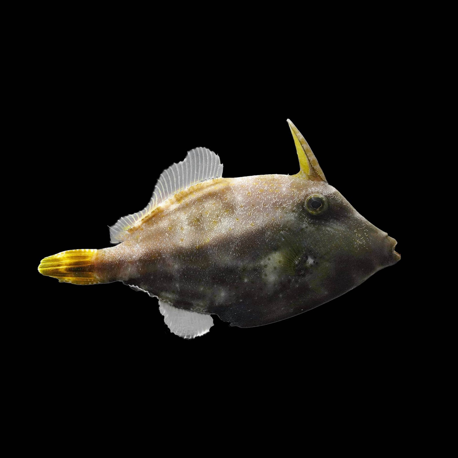 Scribbled Filefish (Aluterus Scriptus) saltwater aquarium fish