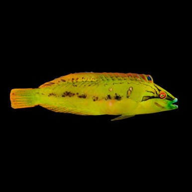 Sea Grass Wrasse (Novaculichthys Macrolepidotus) saltwater aquarium fish