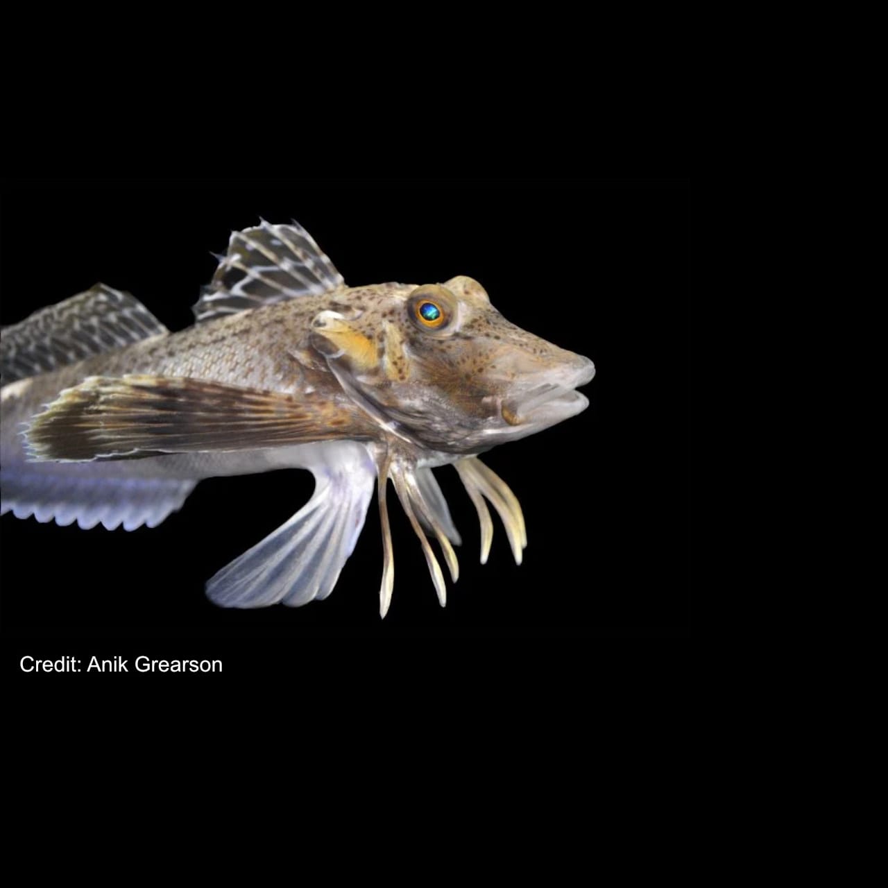 Sea Robin (Prionotus Carolinus) saltwater aquarium fish