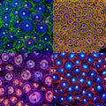 SH Zoa Pack mother colony photo grid