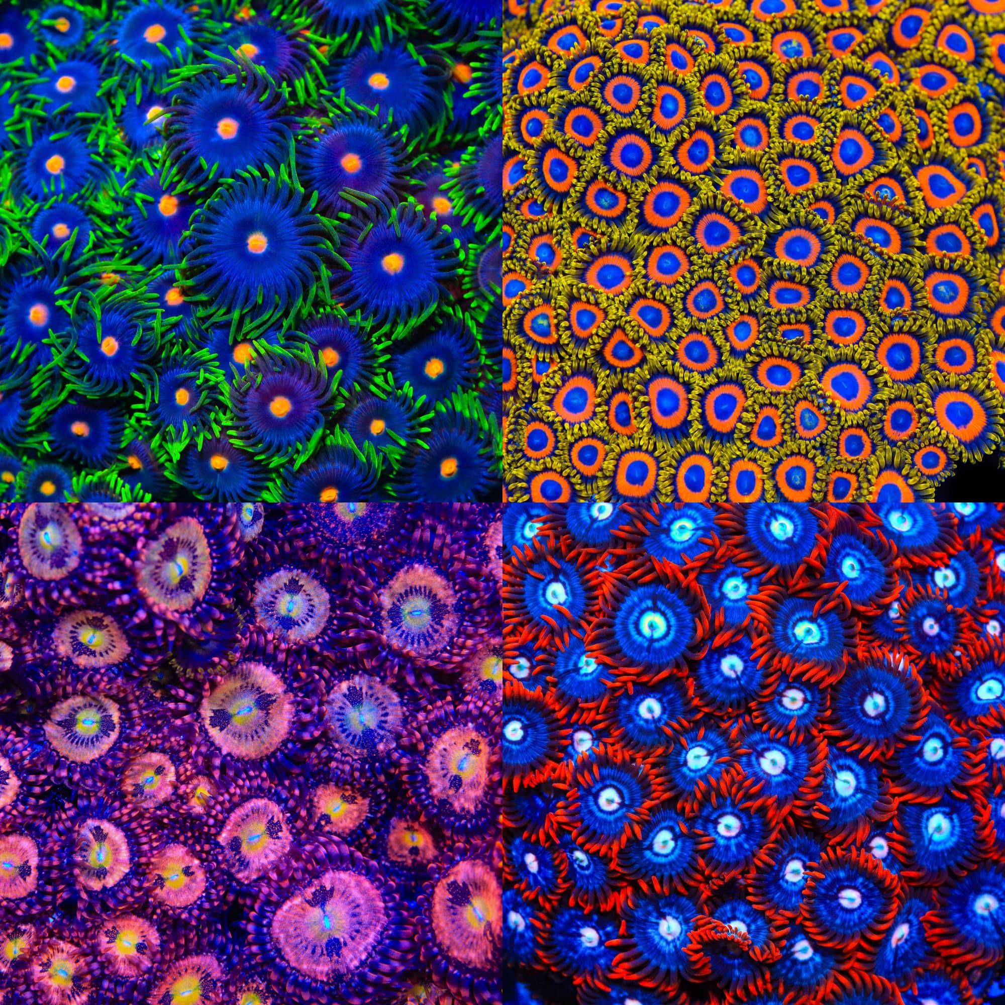SH Zoa Pack mother colony photo grid