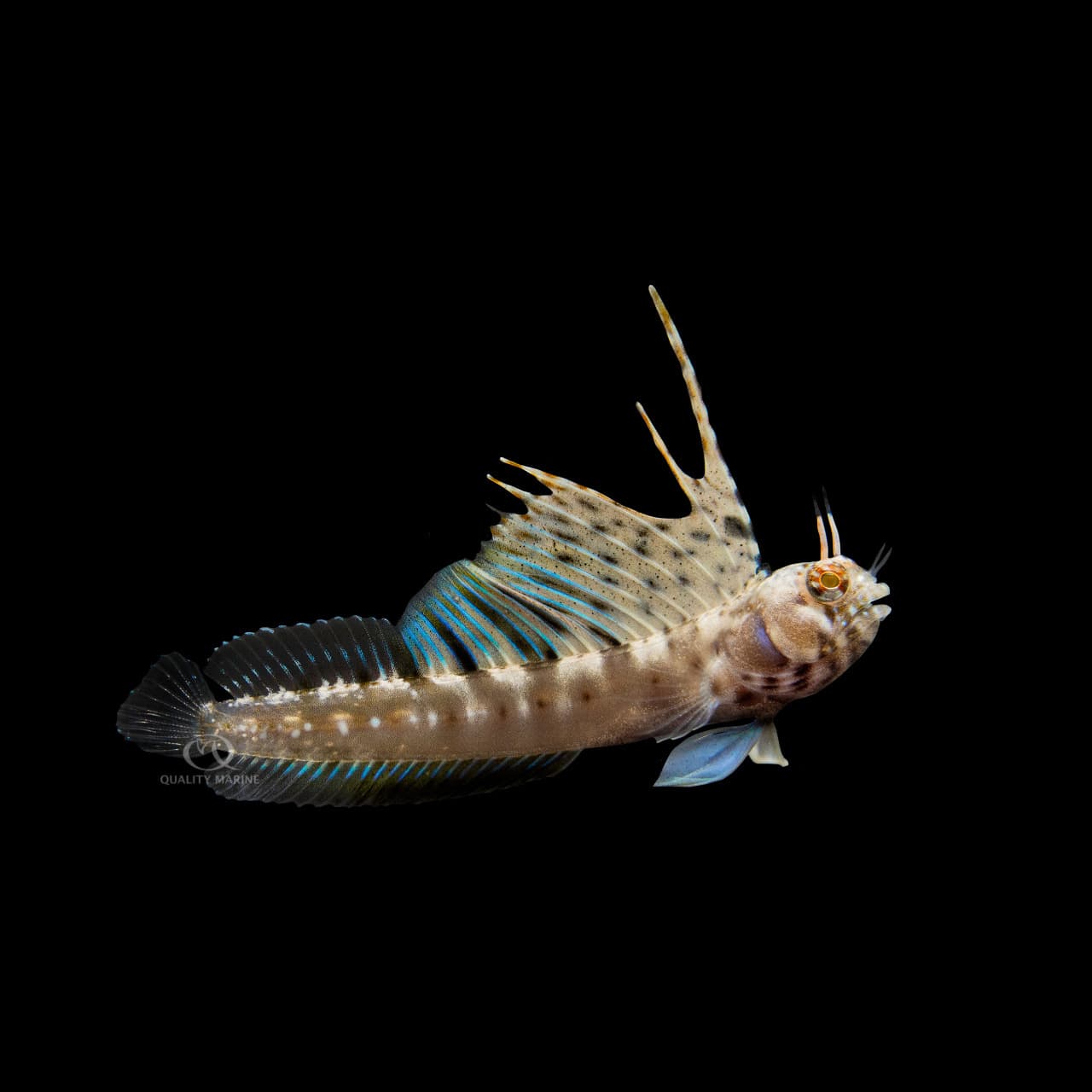 Signal Blenny (Emblemaria hypacanthus) saltwater aquarium fish