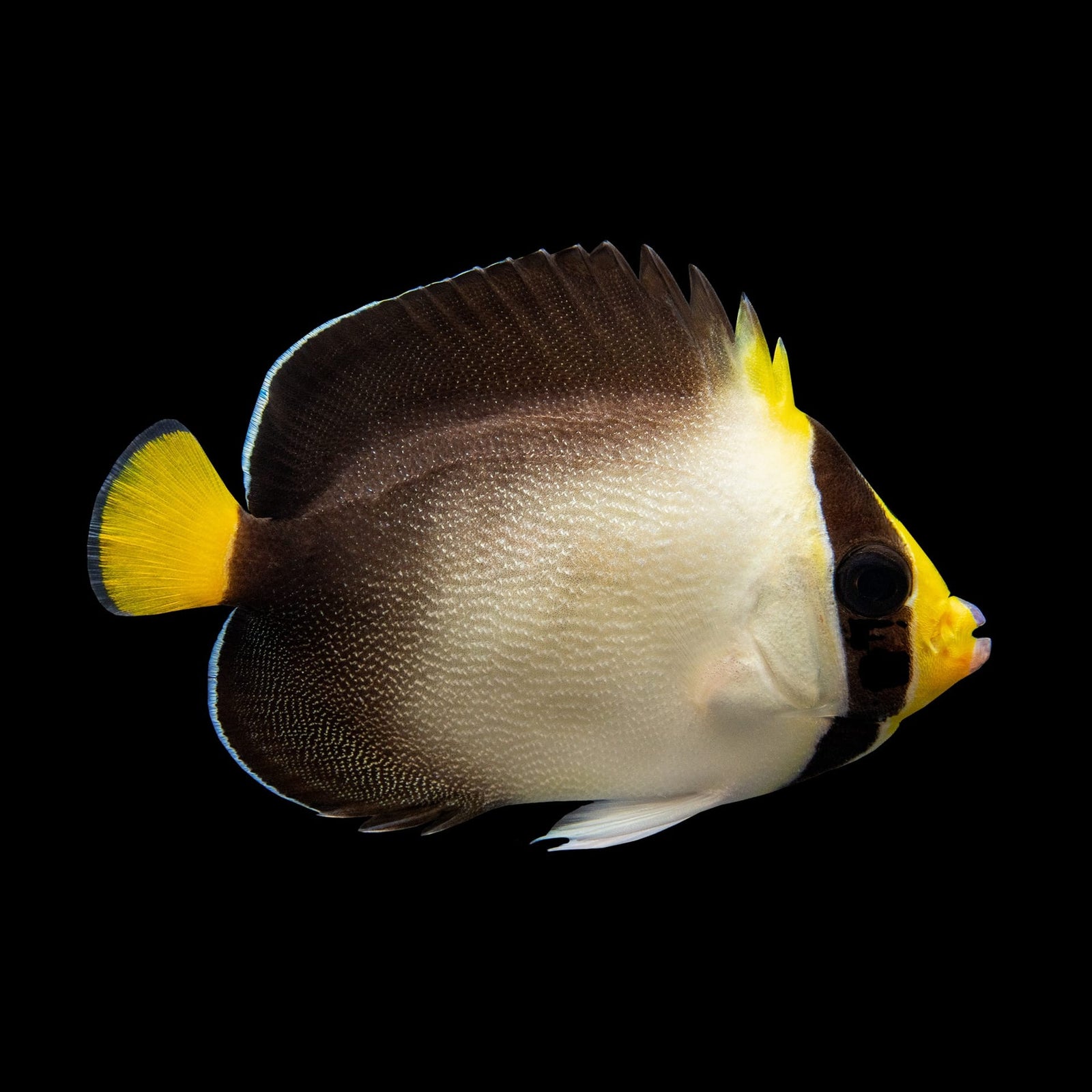 Singapore Angelfish (Chaetodontoplus Mesoleucus) saltwater aquarium fish