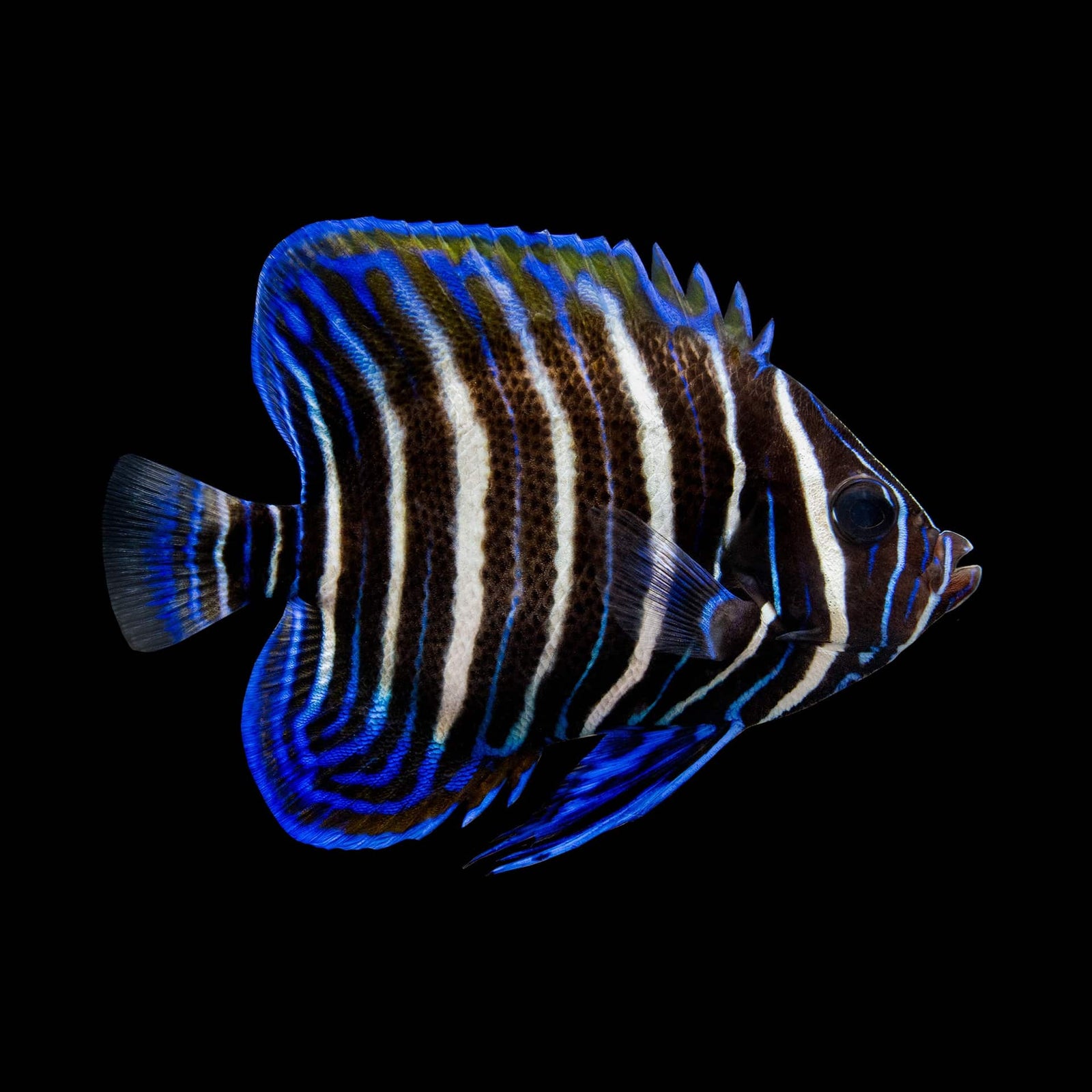 Six Bar Angelfish (Pomacanthus Sexstriatus) saltwater aquarium fish