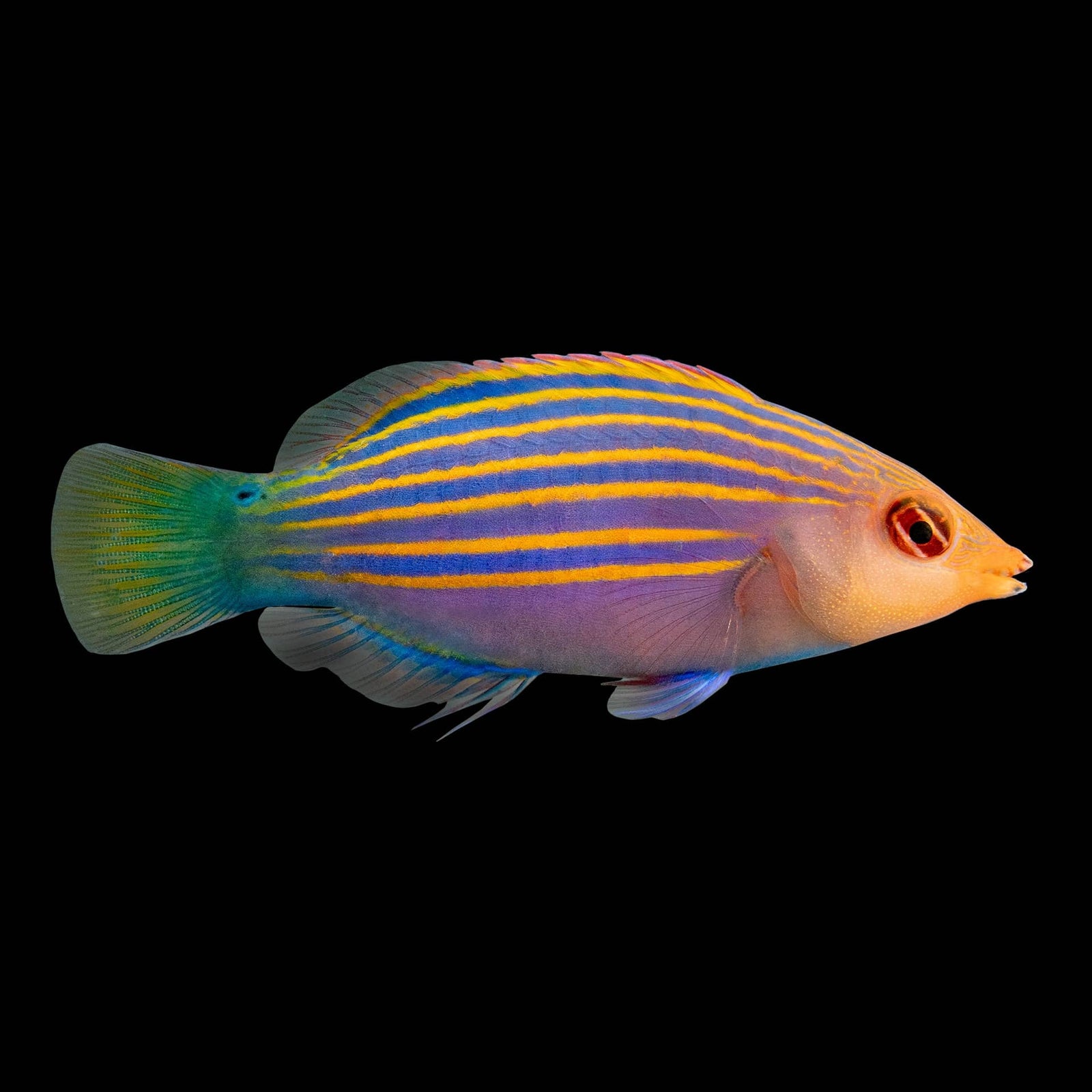 Six Line Wrasse (Pseudocheilinus Hexataenia) saltwater aquarium fish