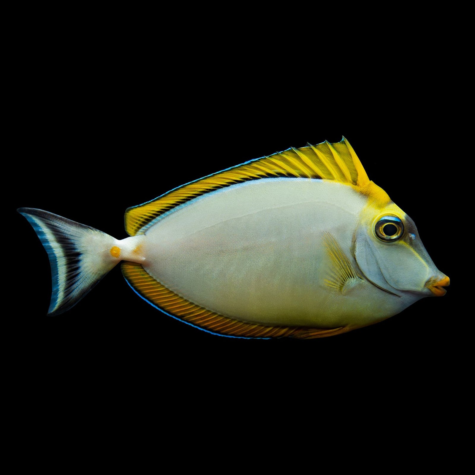 Sleek Unicorn Tang (Naso Hexacanthus) saltwater aquarium fish