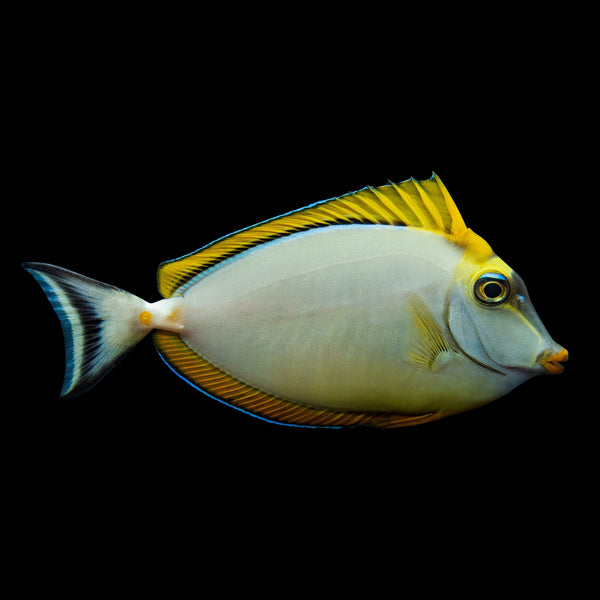 Sleek Unicorn Tang (Naso Hexacanthus) saltwater aquarium fish