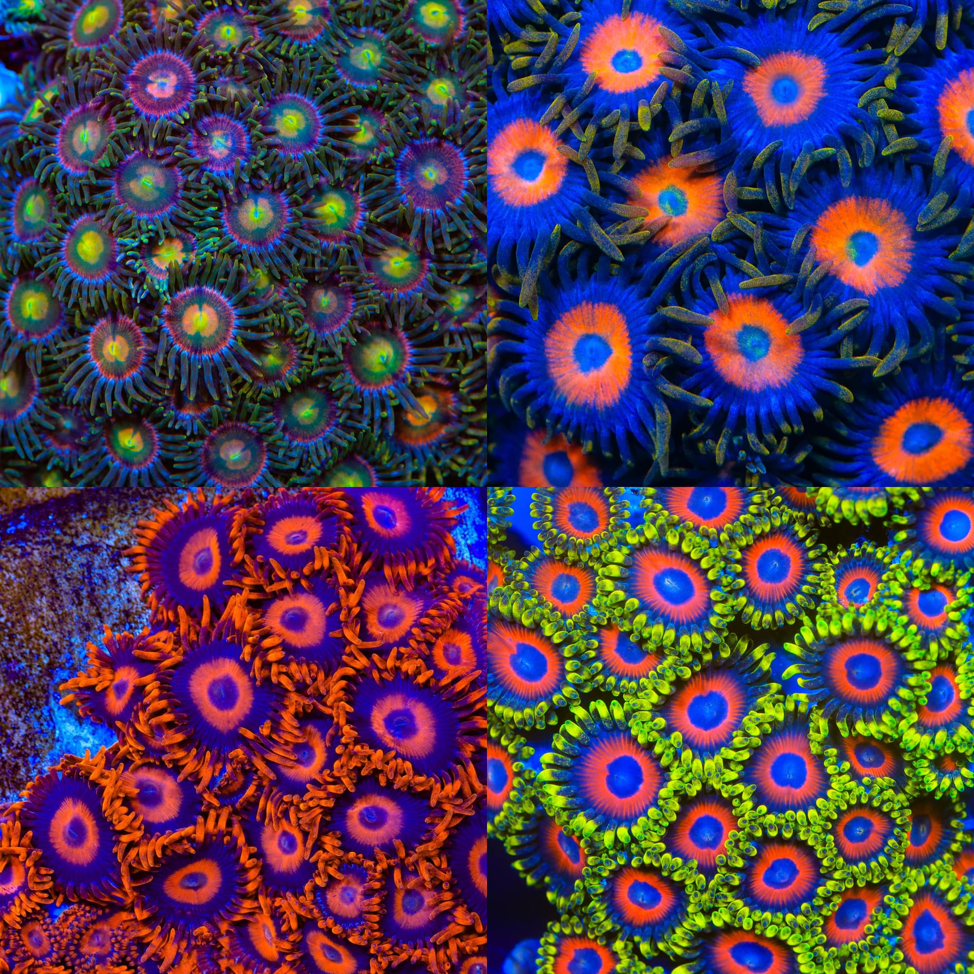 Slim Jim Zoa Pack mother colony photo grid