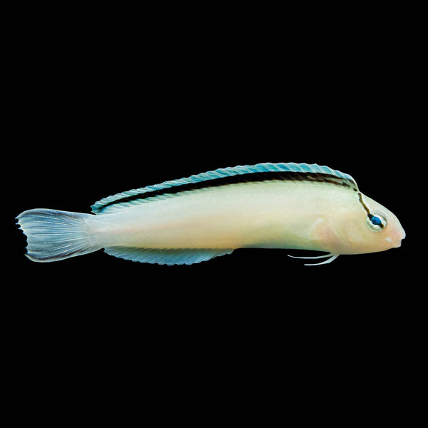 Smith's Blenny (Meiacanthus Smithii) saltwater aquarium fish