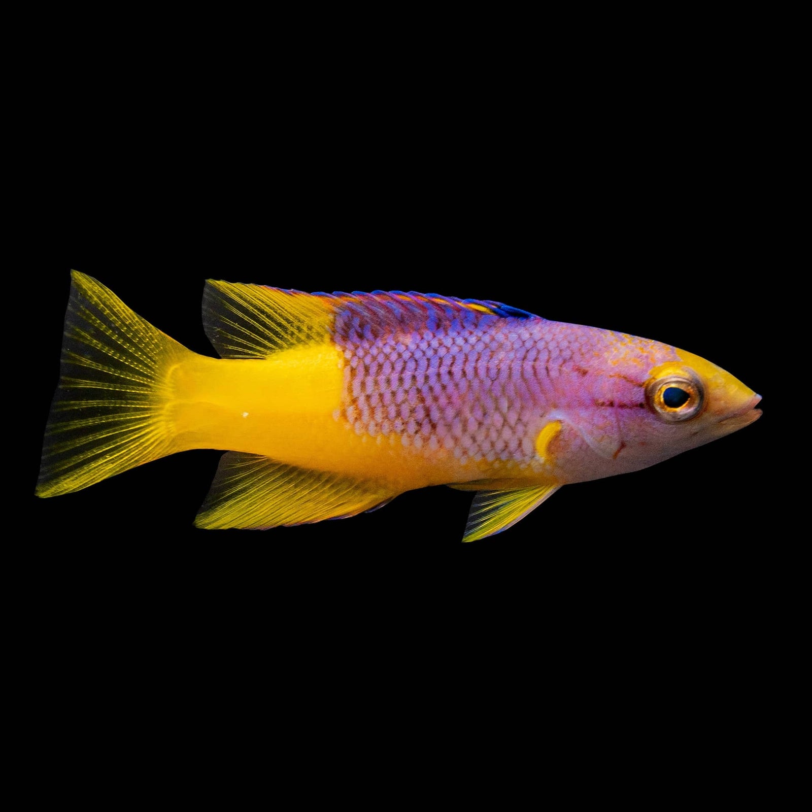 Spanish Hogfish (Bodianus Rufus) saltwater aquarium fish
