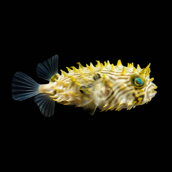 Spiny Box Puffer (Chilomycterus Schoepfi) saltwater aquarium fish